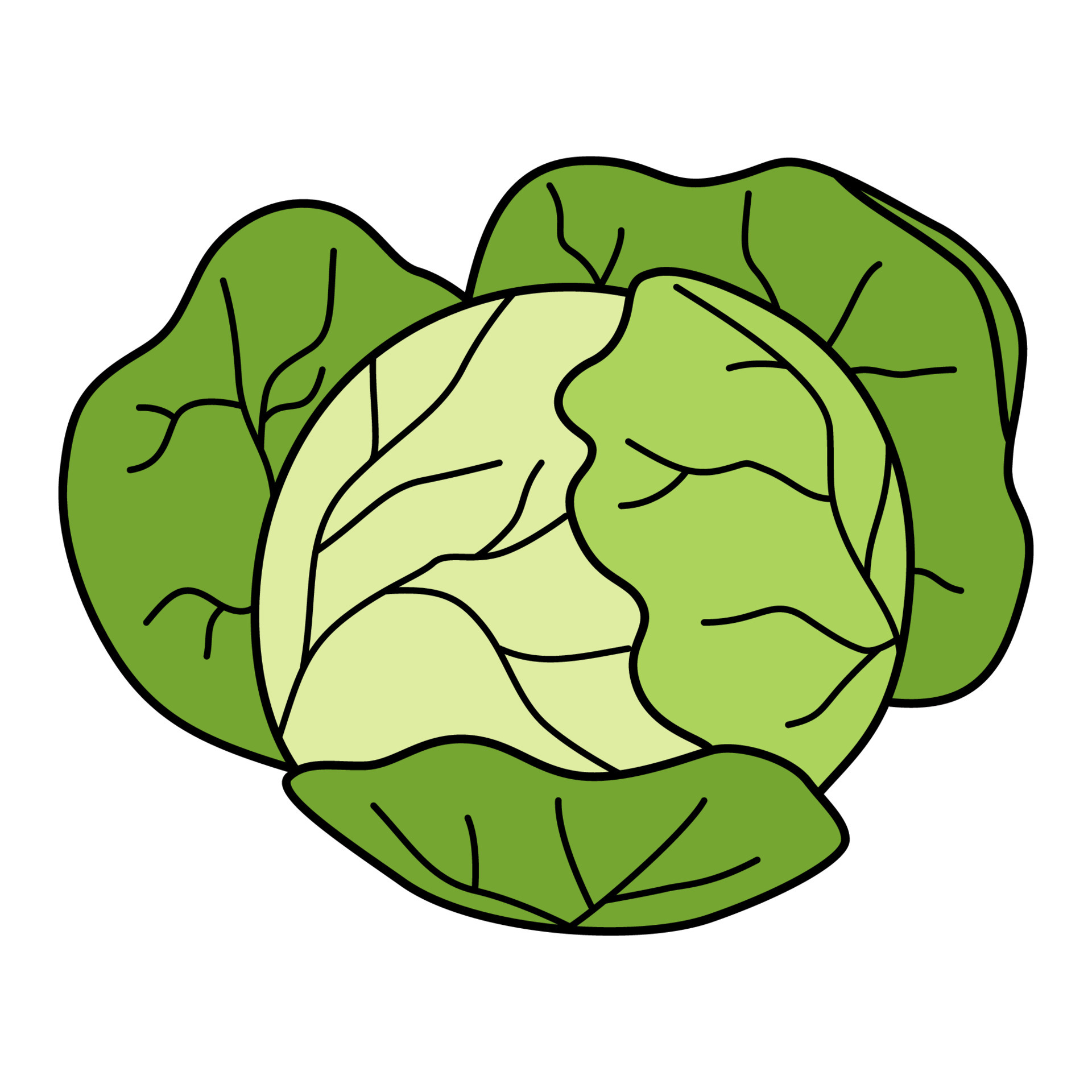 Cartoon cabbage head. Colorful vegetable. Vector illustration isolated