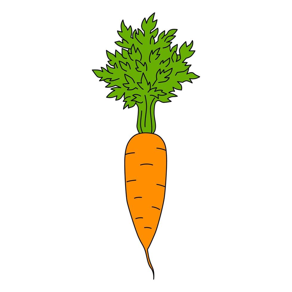 Cartoon carrot isolated on white background. Colorful vector illustration of raw vegetable
