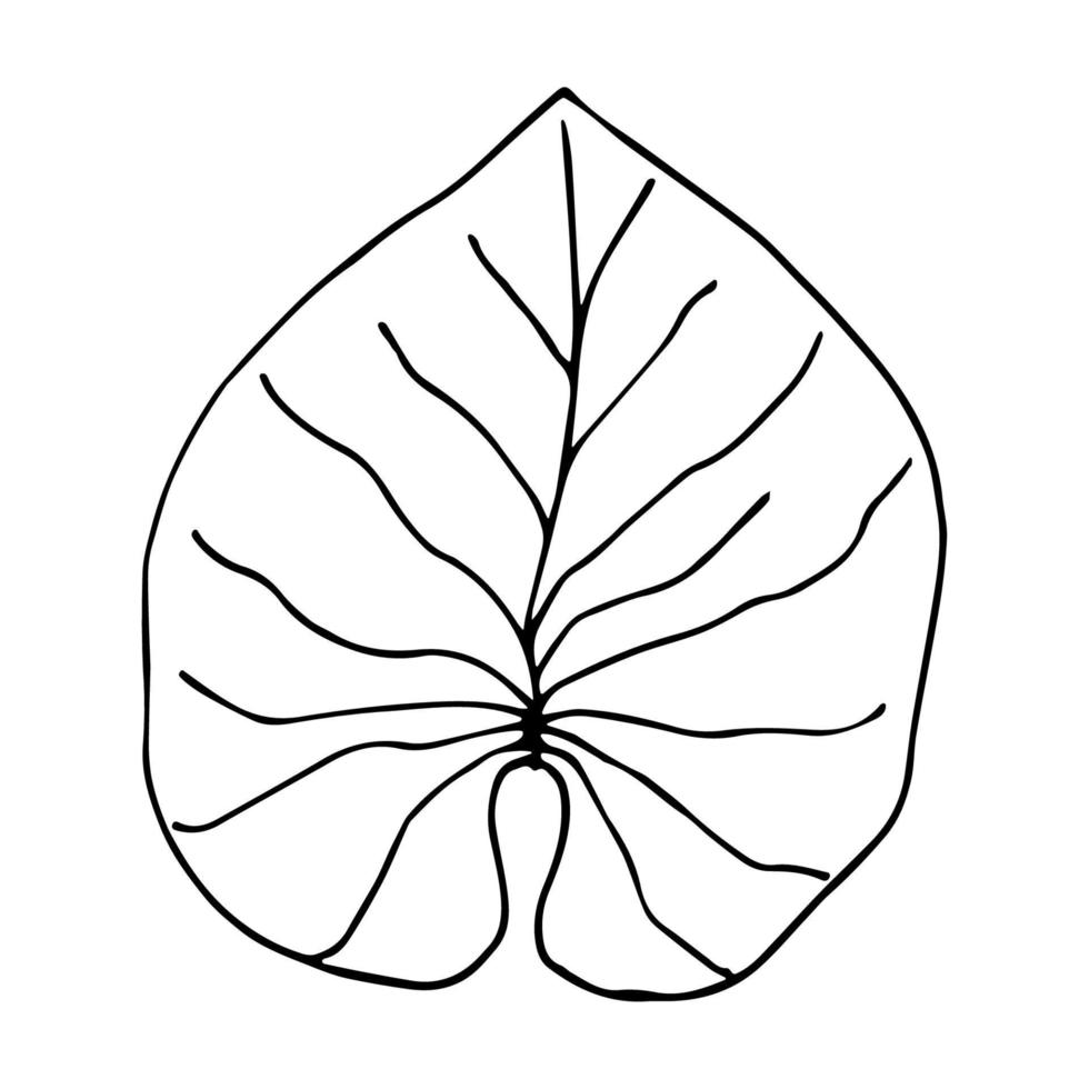 Water lily leaf illustration in doodle style. Hand drawn vector tropical plant isolated on white background