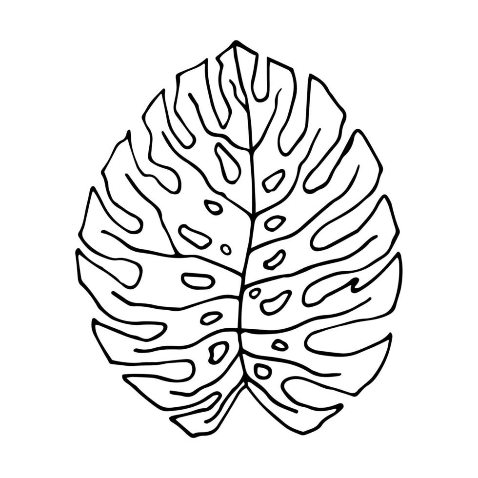Monstera leaf in doodle style. Tropical leaf sheet with holes. Home plant vector illustration isolated on white background