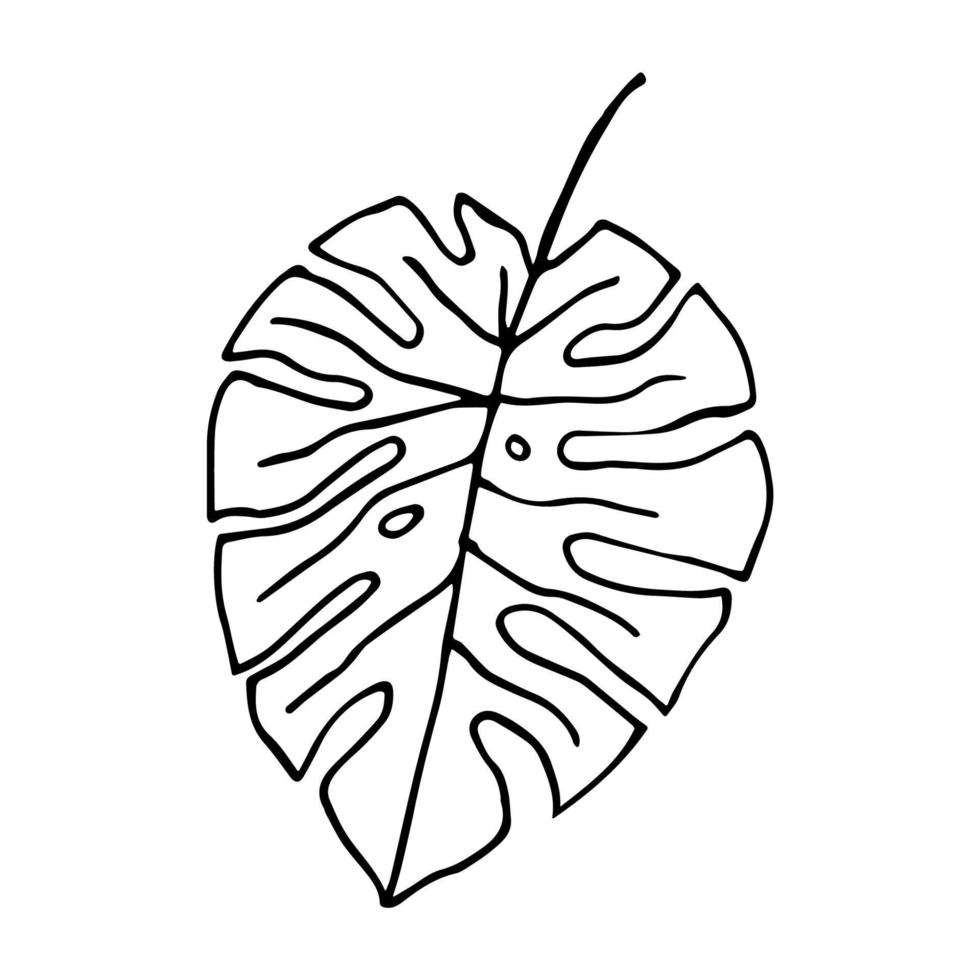 Hand drawn monstera leaf illustration. Vector houseplant in doodle style. Tropical leaf sheet with holes isolated on white background