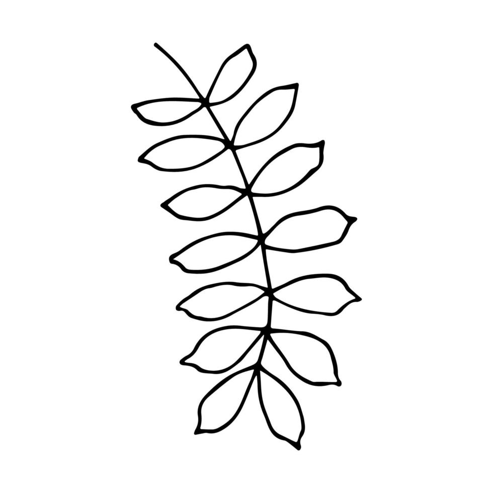 Fern leaf in doodle style. Vector illustration isolated on white background