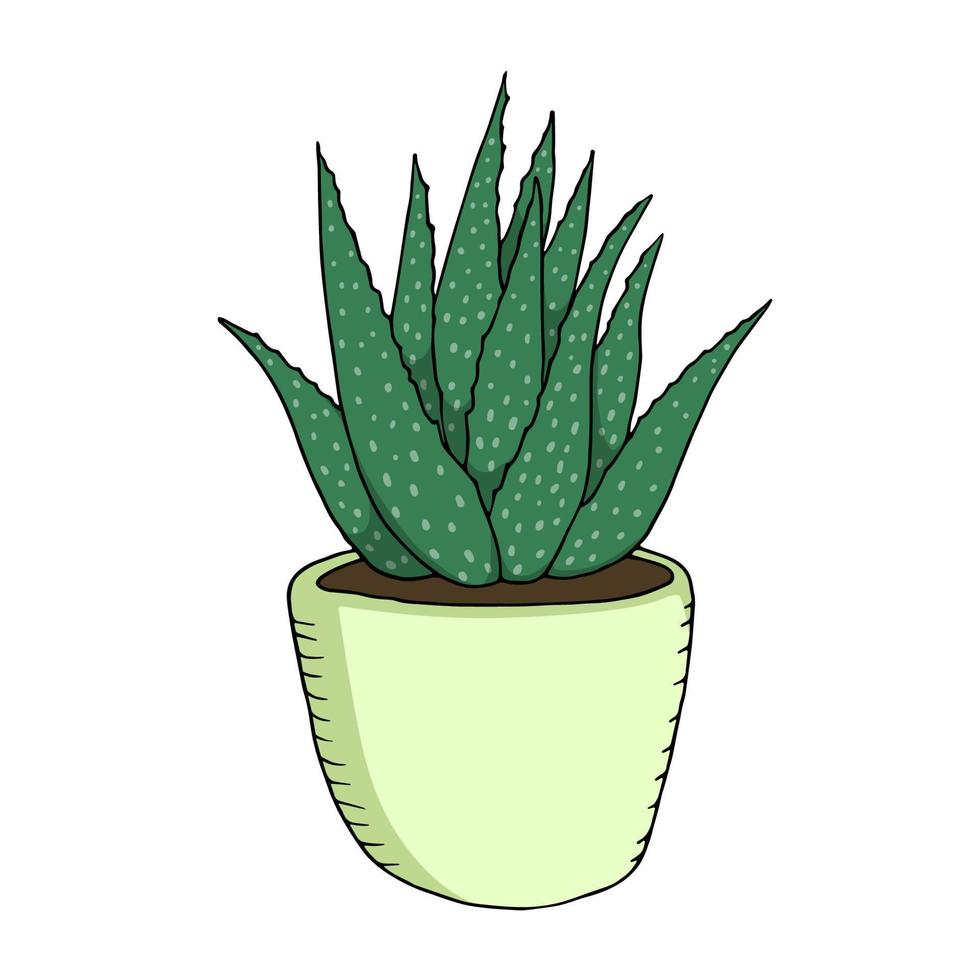 Aloe vera in doodle style. Cute cartoon plant in pot. Colorful vector illustration isolated on white background