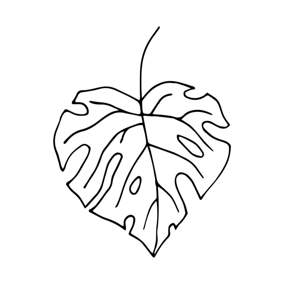 Tropical leaf with holes. Vector illustration in doodle style isolated on white background. Hand drawn monstera leaf for web-design