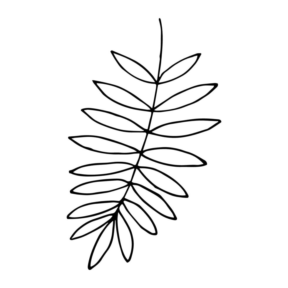 Fern leaf in doodle style. Hand drawn palm branch or other tropical plant. Vector illustration isolated on white background