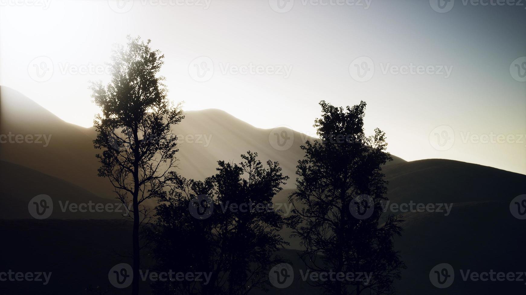 Carpatian mountains fog and mist at the pine forest photo