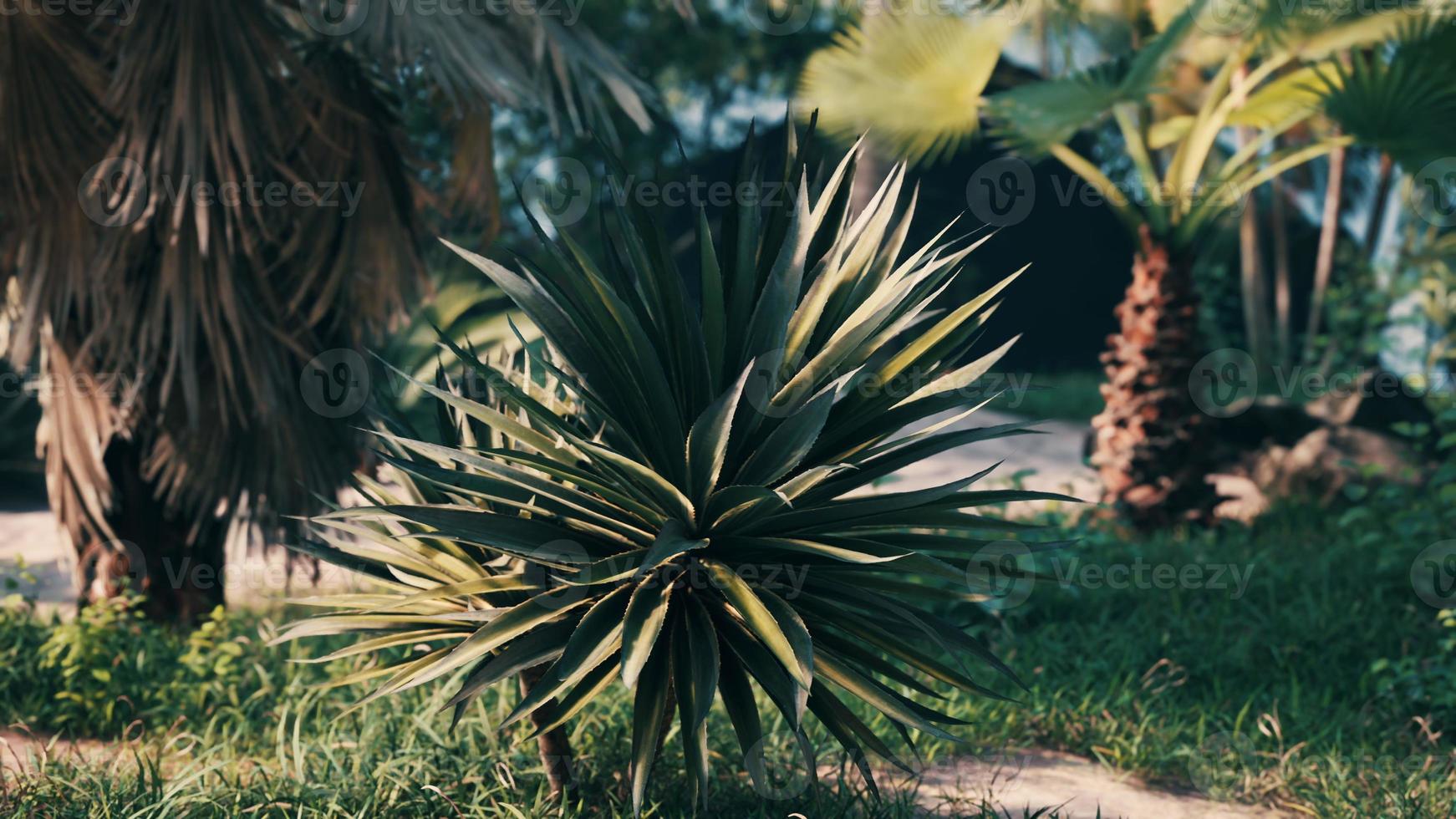 tropical palms and plants at sunny day photo