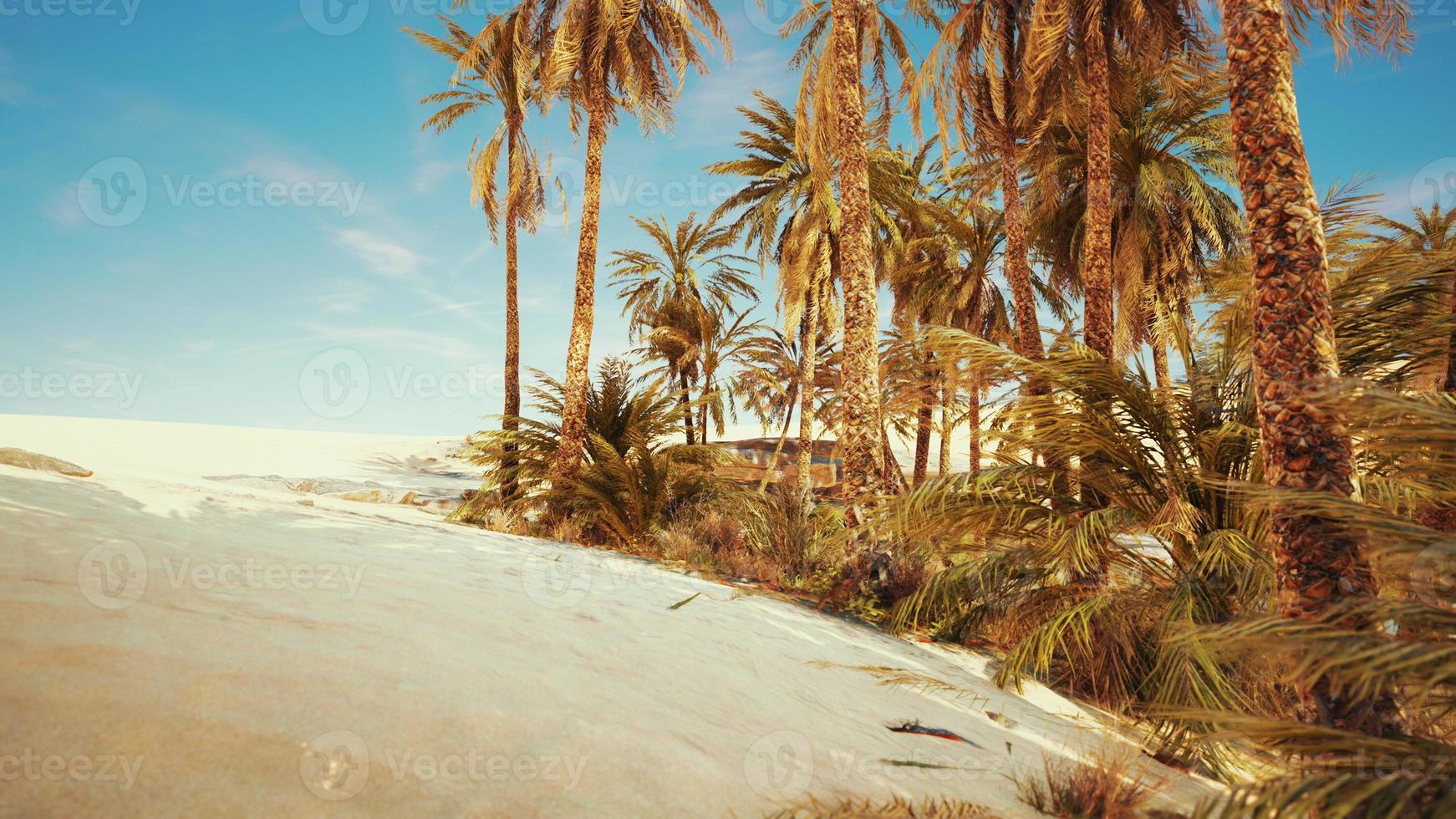 palm trees in the desert with sand dunes photo