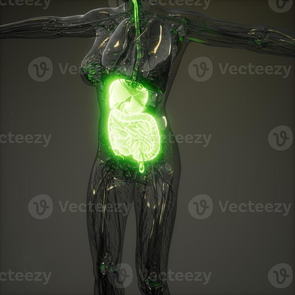 3d illustration of human digestive system parts and functions photo