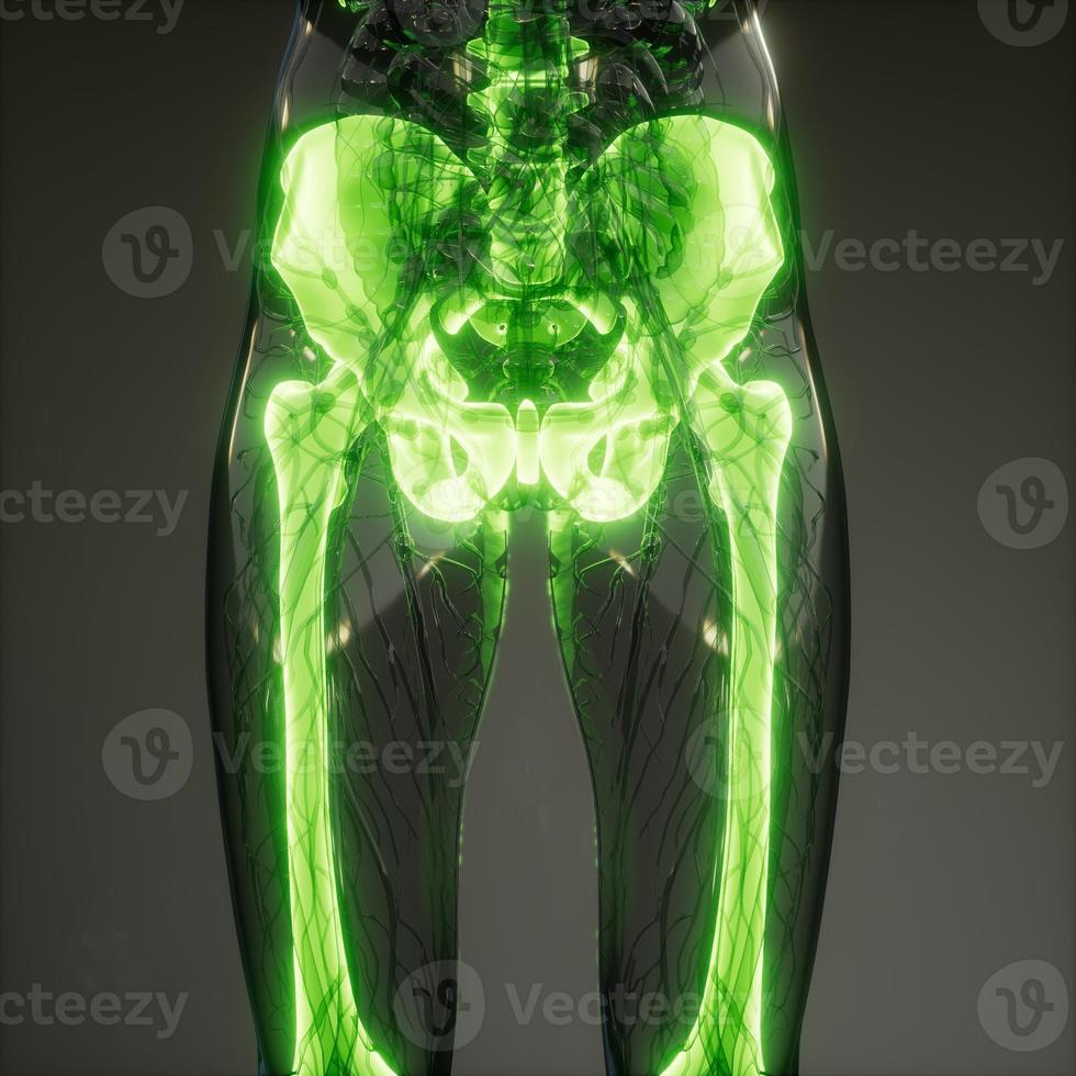 Transparent Human Body with Visible Bones photo