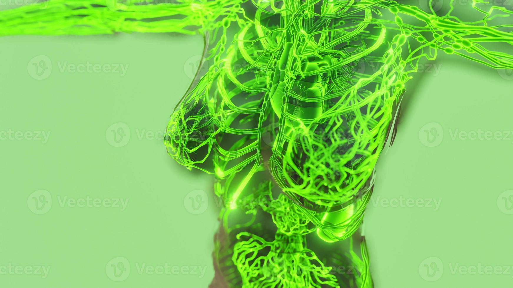 analysis of human blood vessels anatomy scan photo