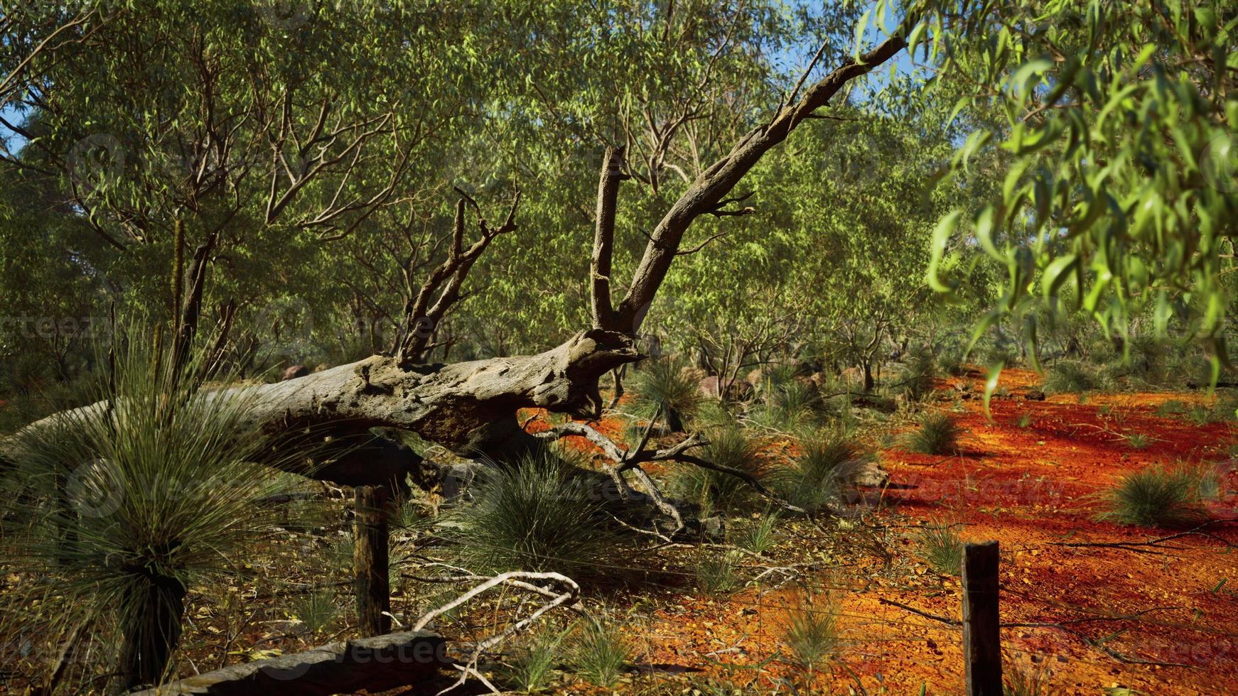 australian bush with trees on red sand photo