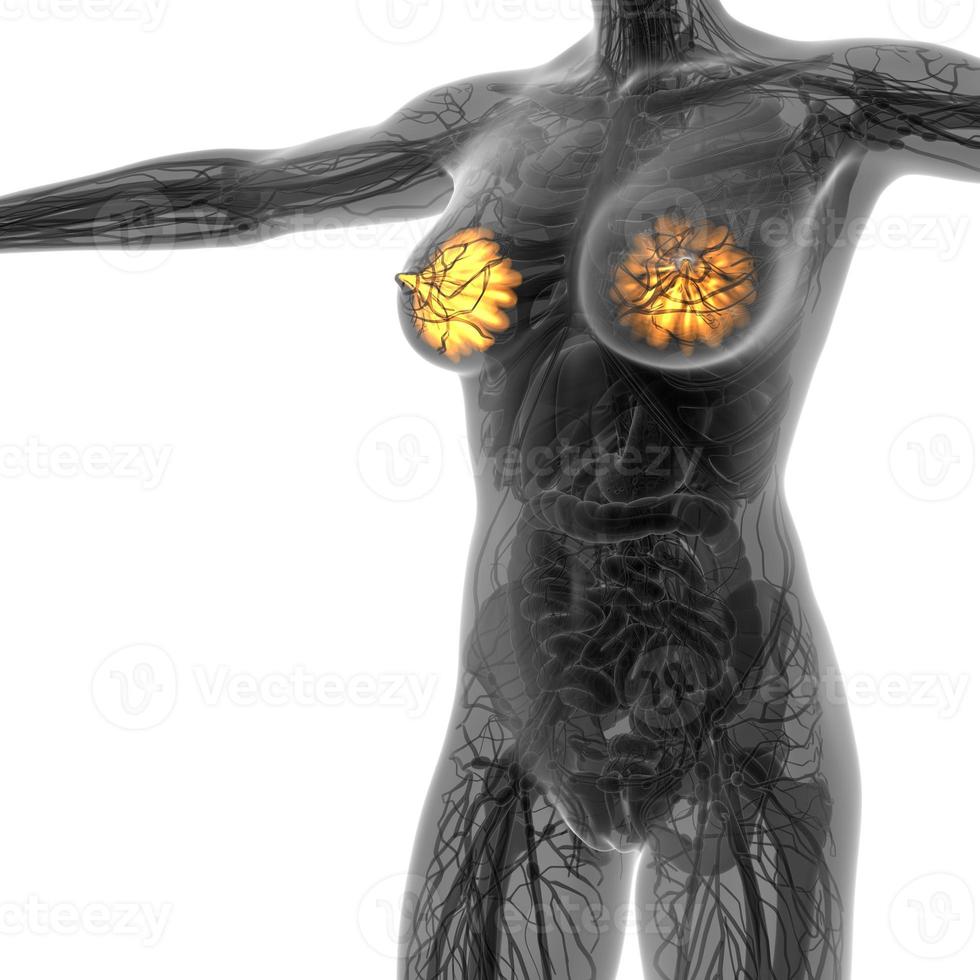 science anatomy of human body in x-ray with glow mammary gland photo