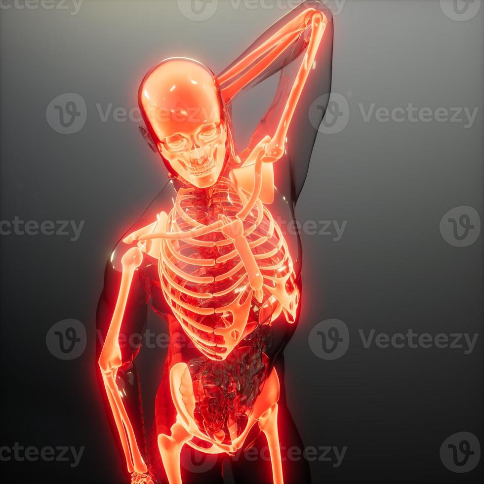 Transparent Human Body with Visible Bones photo