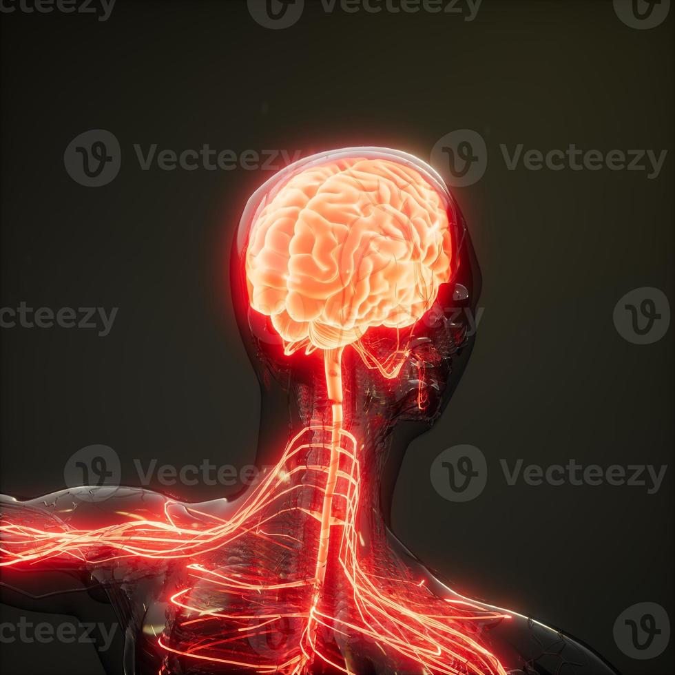 Human Brain Radiology Exam photo