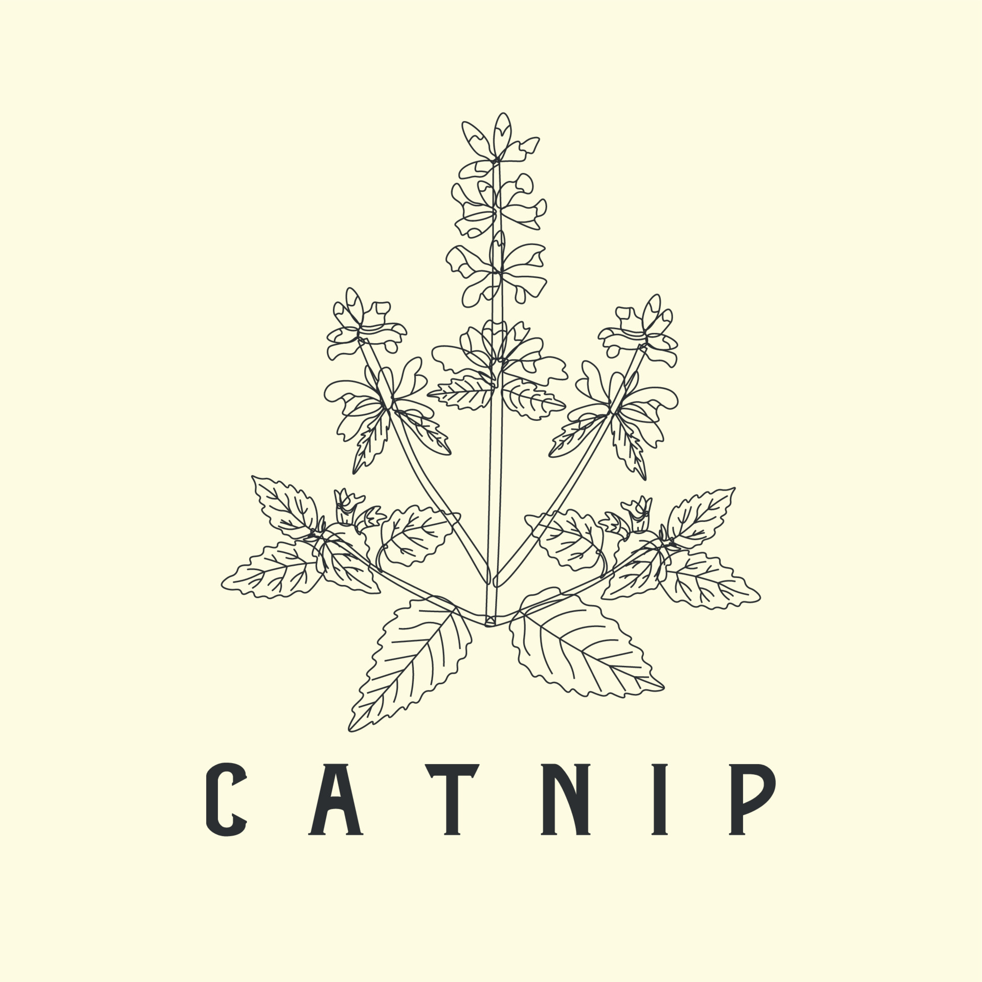Catnip Plant Drawing