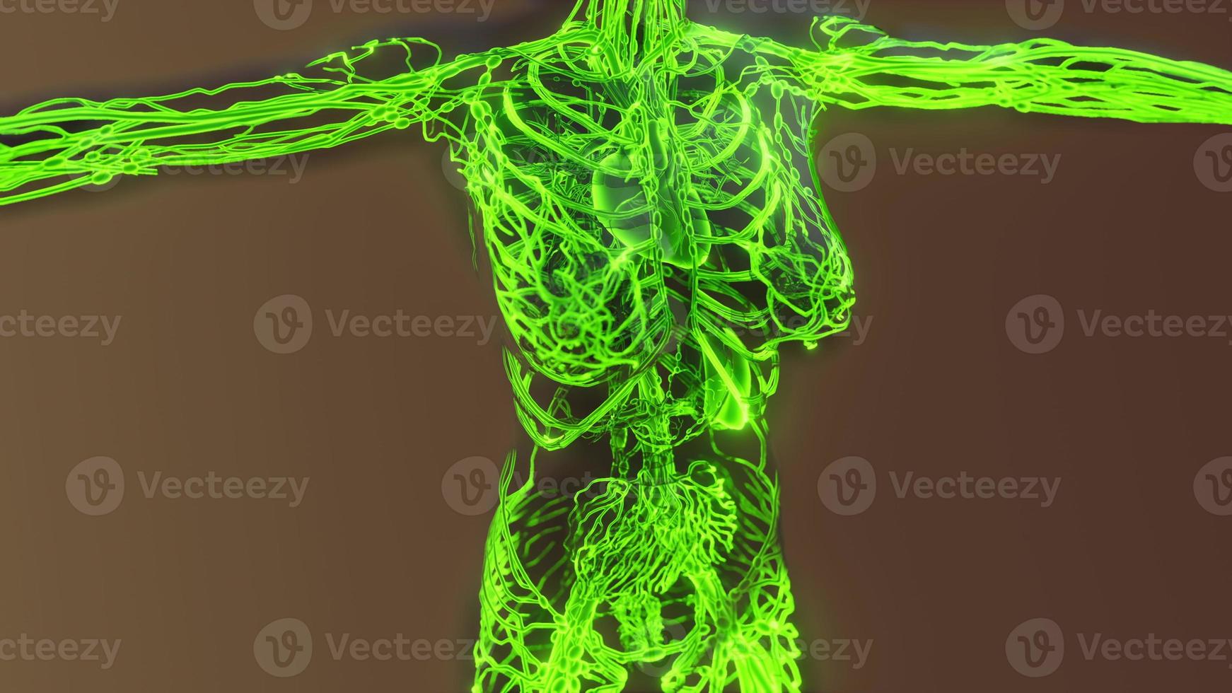 Human Circulatory System Medical scan photo
