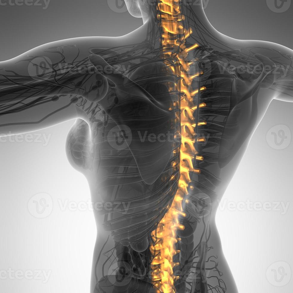 Human backache and back pain with an upper torso body skeleton showing the spine and vertebral column photo