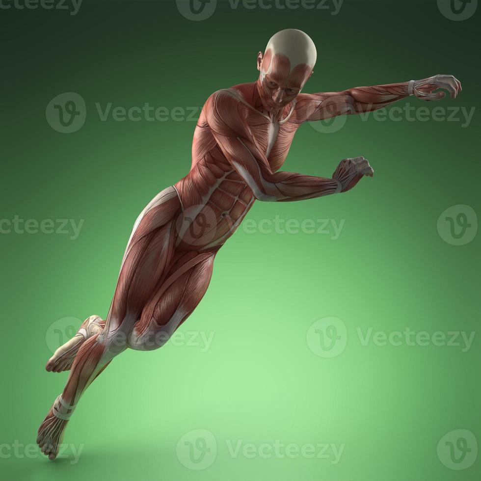 Human Muscle Anatomy photo