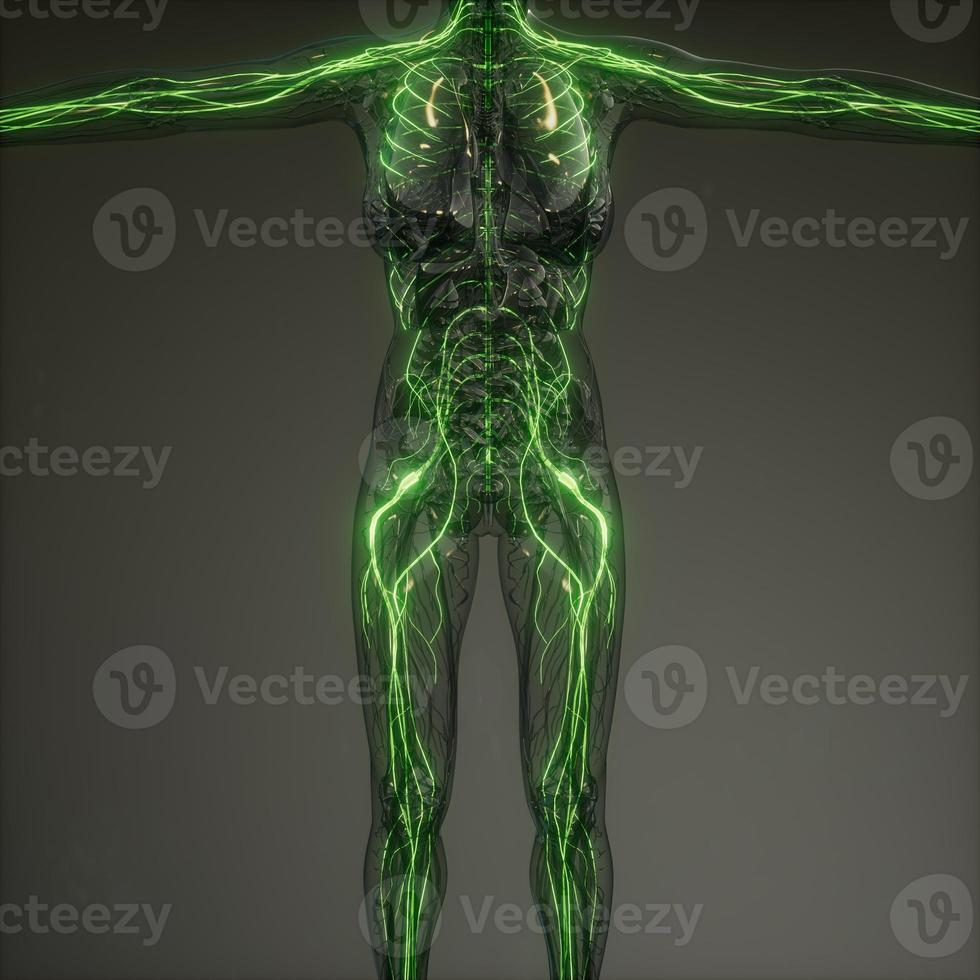 Human Neurology System Radiology Exam photo
