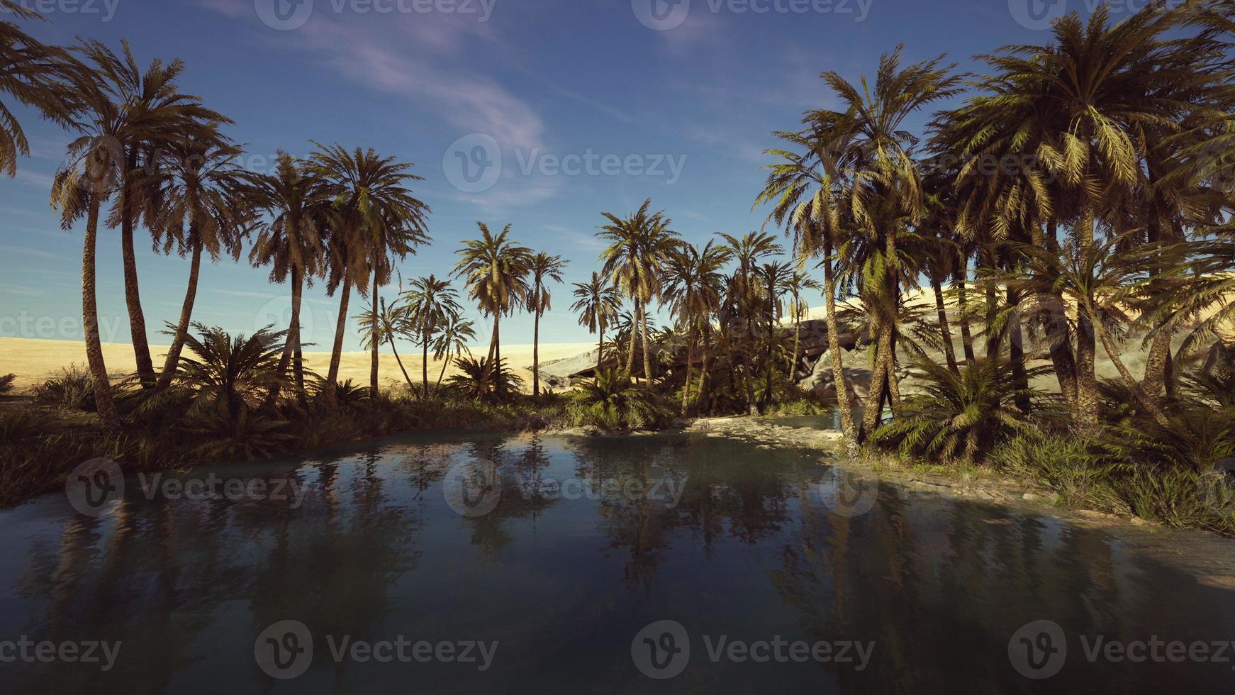 Palm trees flourish around a pool of water at a park in Palm Desert photo