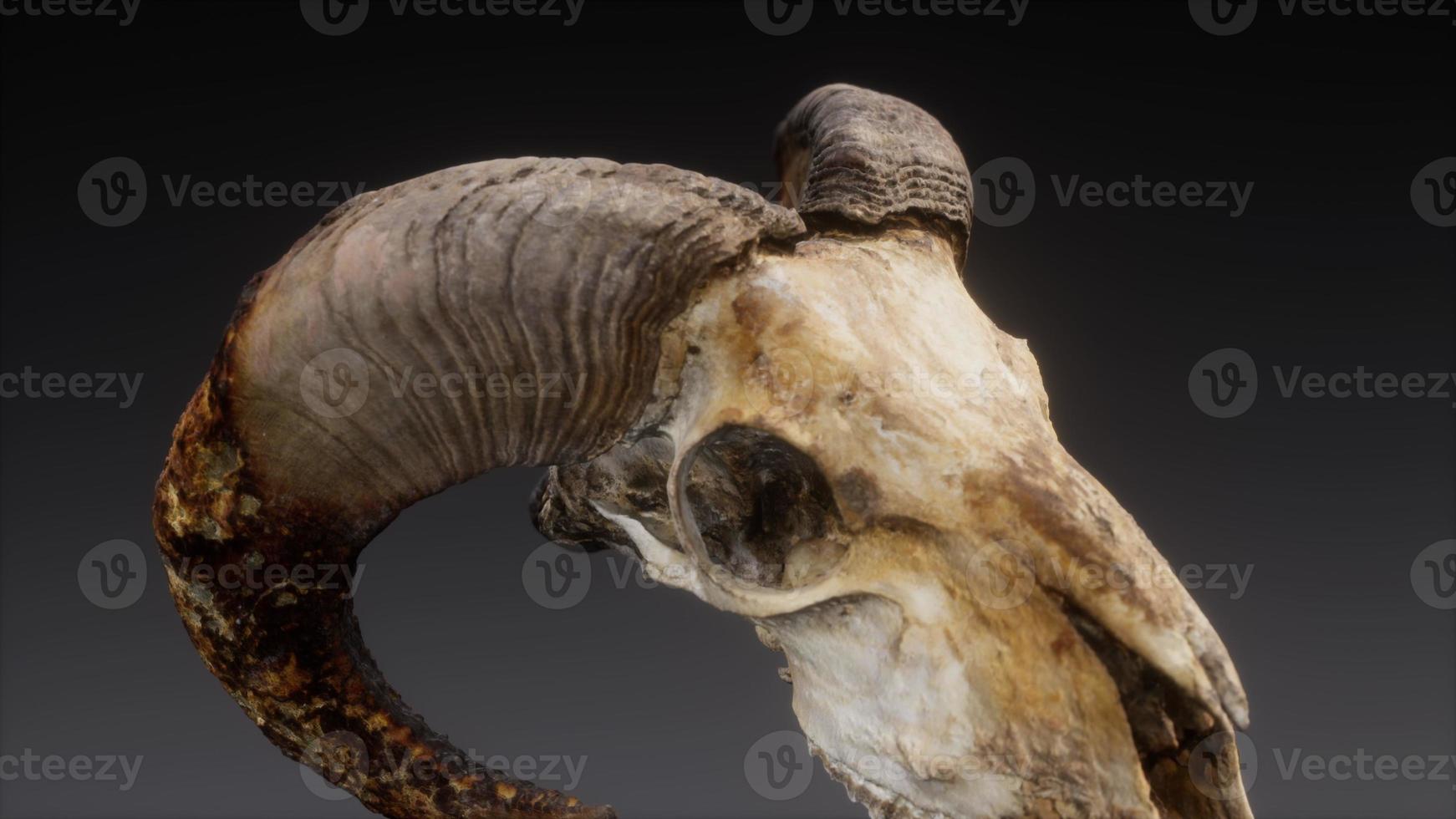 large old ram skull rotate photo