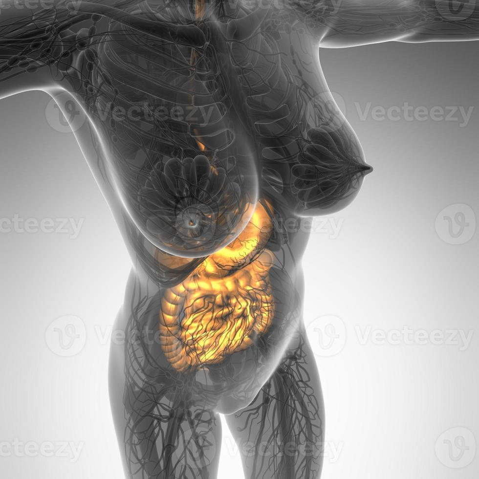 science anatomy of woman body with glow digestive system photo