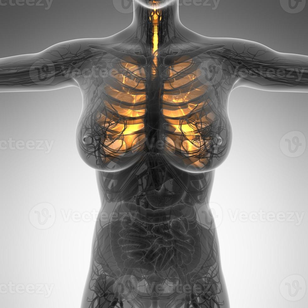 science anatomy of woman body with glow lungs photo