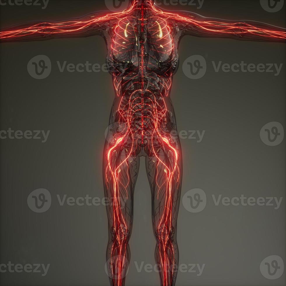 Human Neurology System Radiology Exam photo