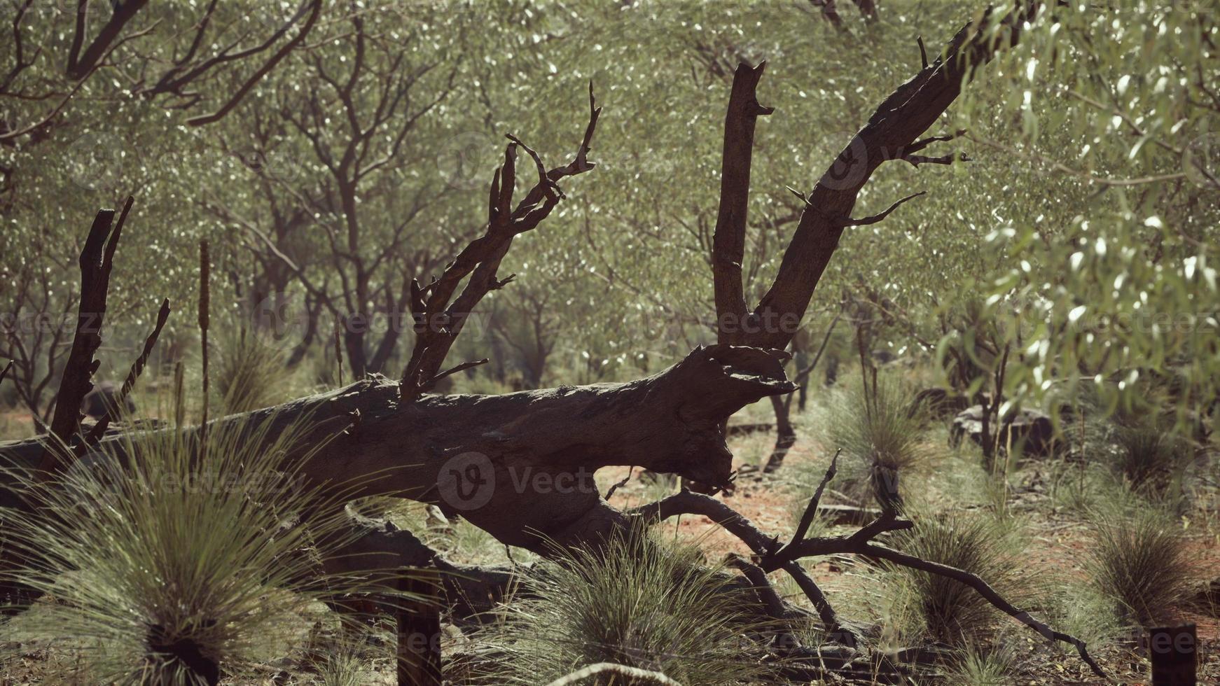 australian bush with trees on red sand photo
