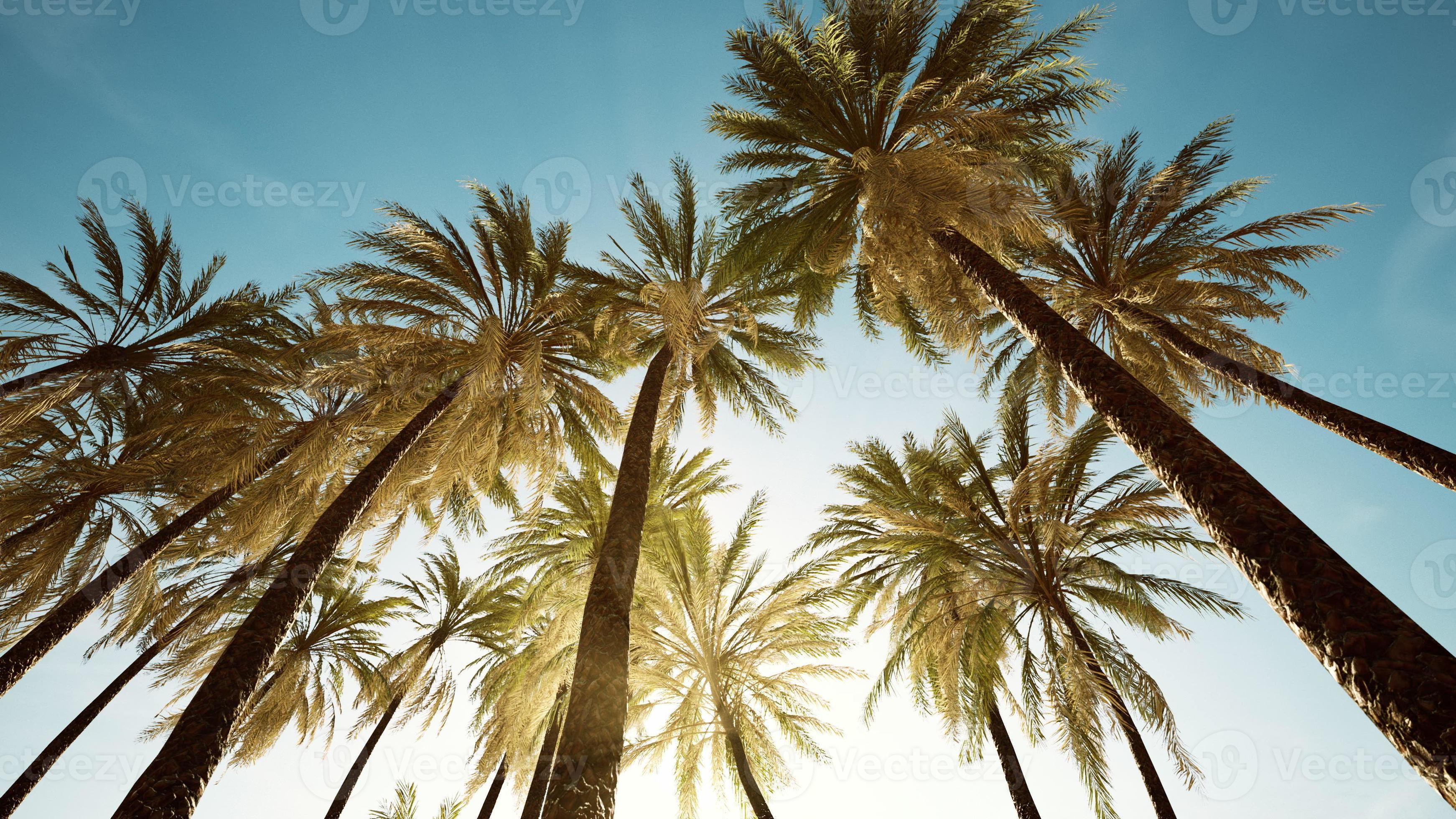 view of the palm trees passing by under blue skies 5660504 Stock Photo ...