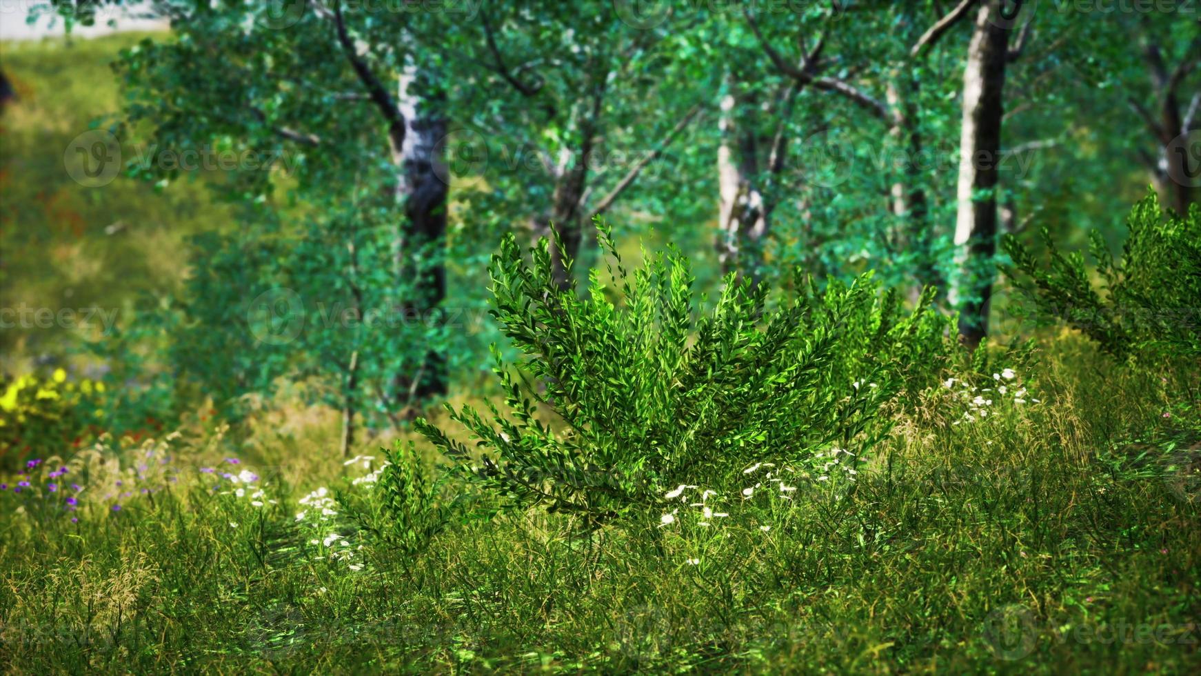 campo de hierba y árboles del bosque foto