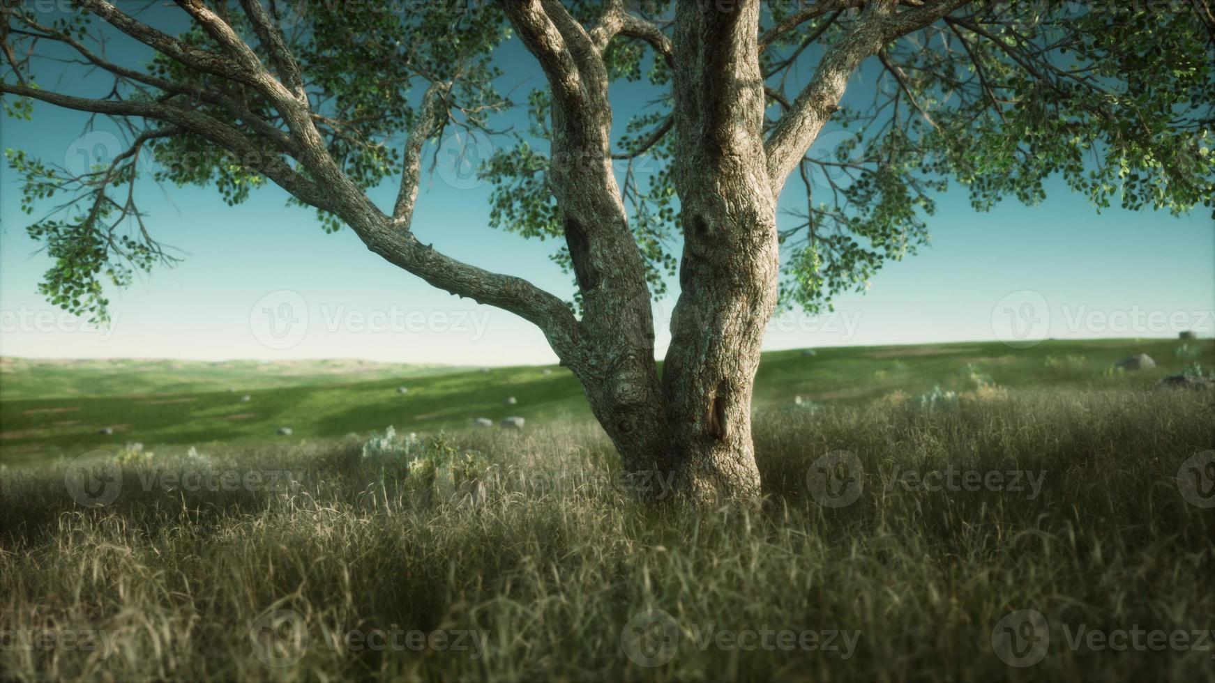 Kenya park savannah stunning landscape with a single tree photo