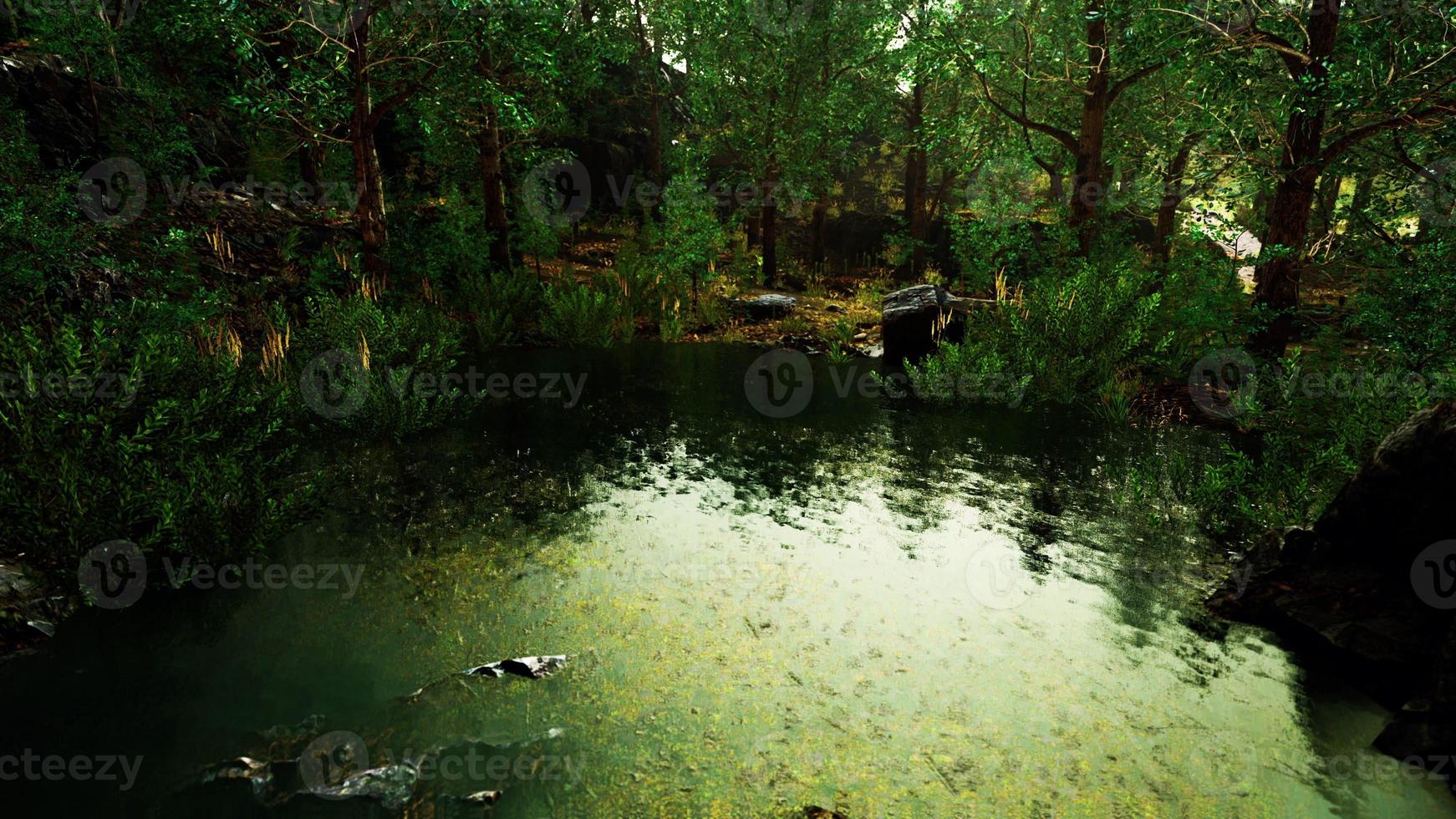 paisaje forestal de verano con árboles verdes de hoja caduca en la orilla del pequeño estanque foto