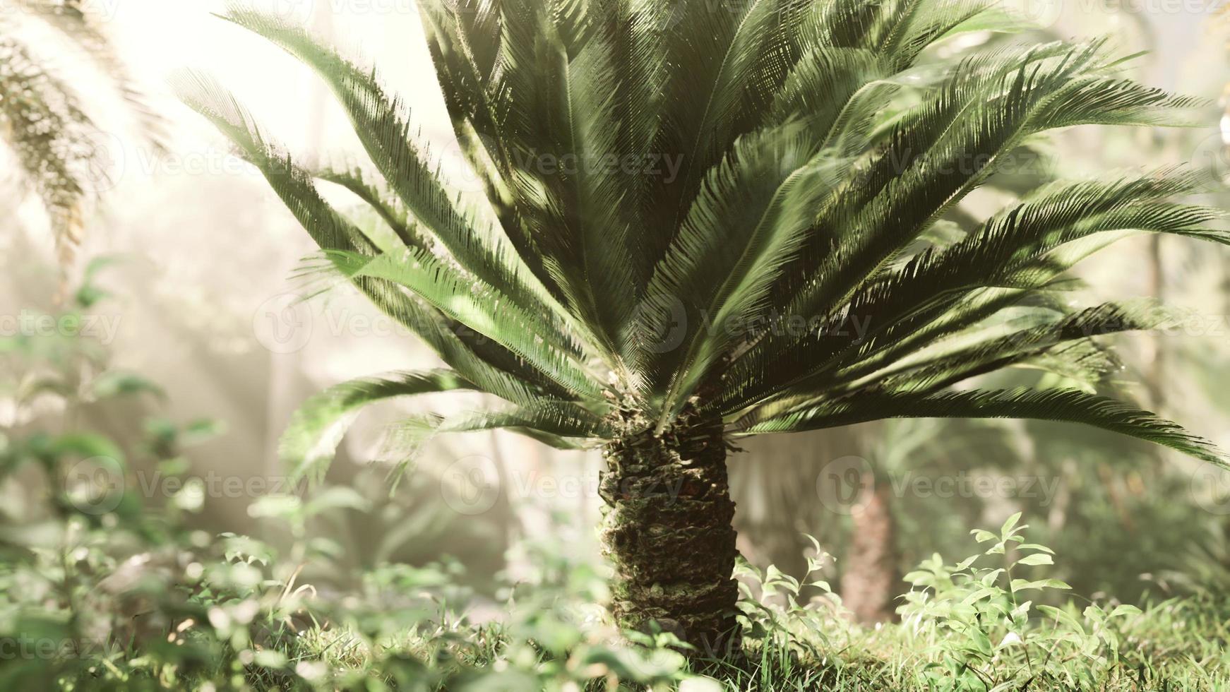 green jungle of Malaysia with sun rays photo