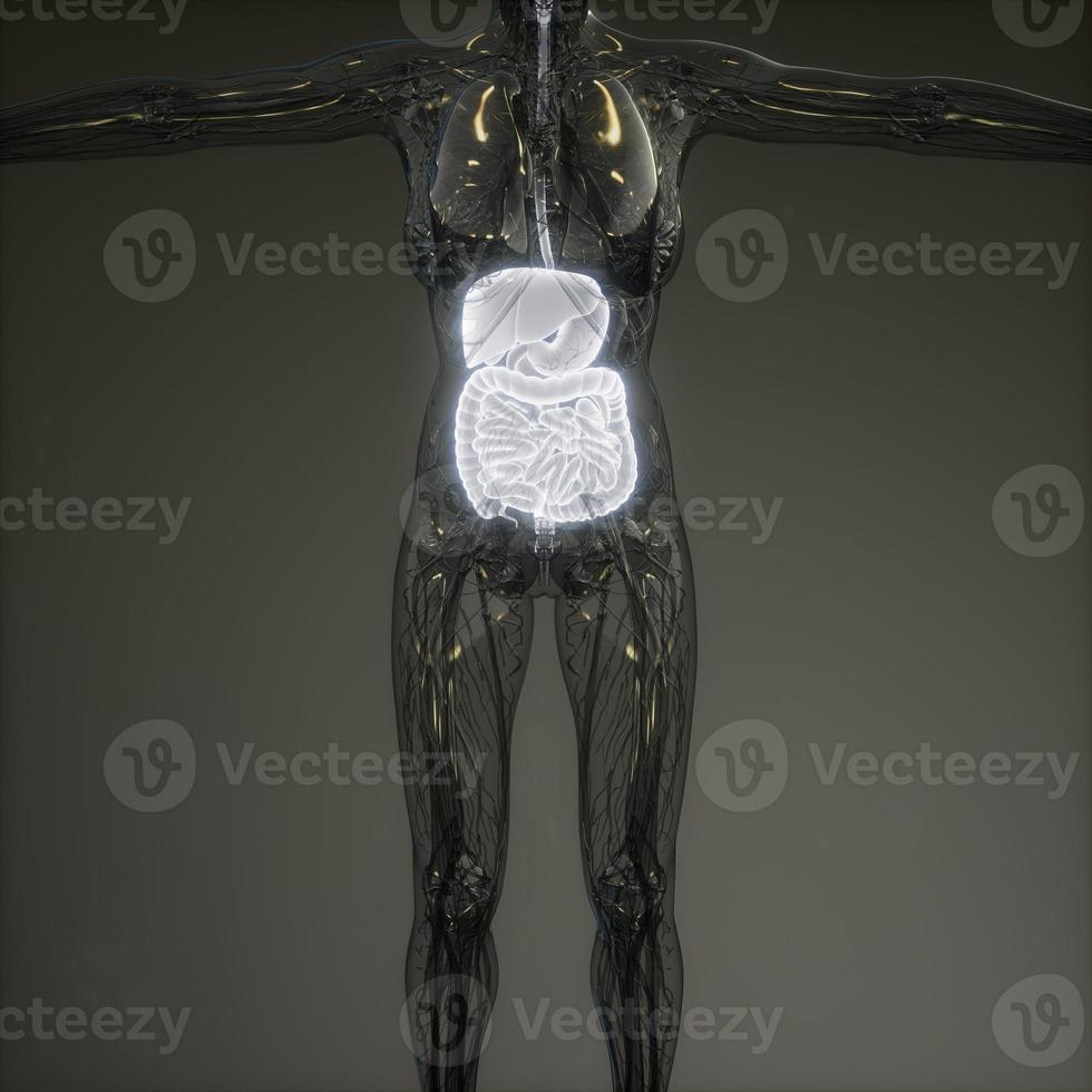 3d illustration of human digestive system parts and functions photo