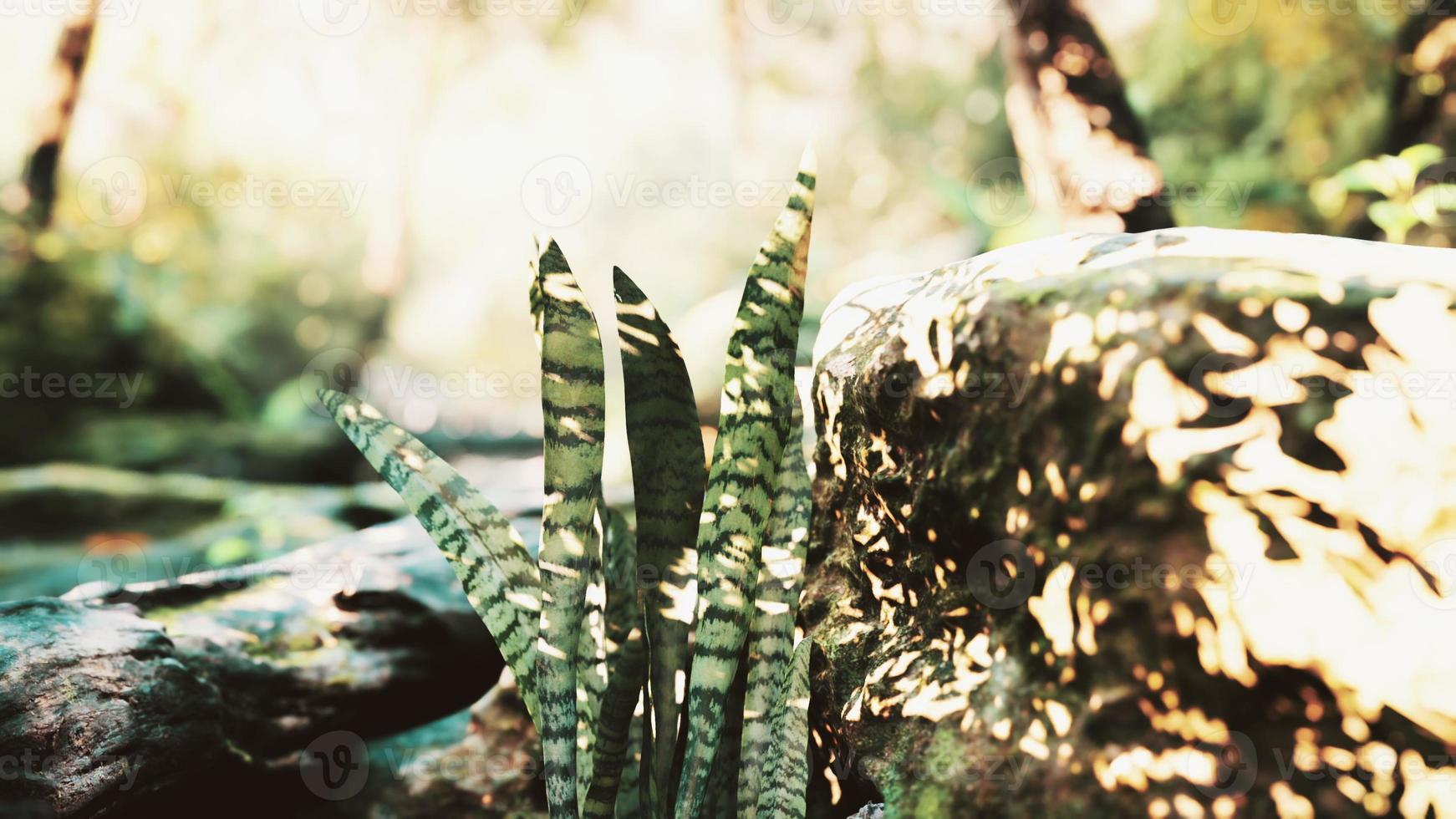 green forest with rays of light photo