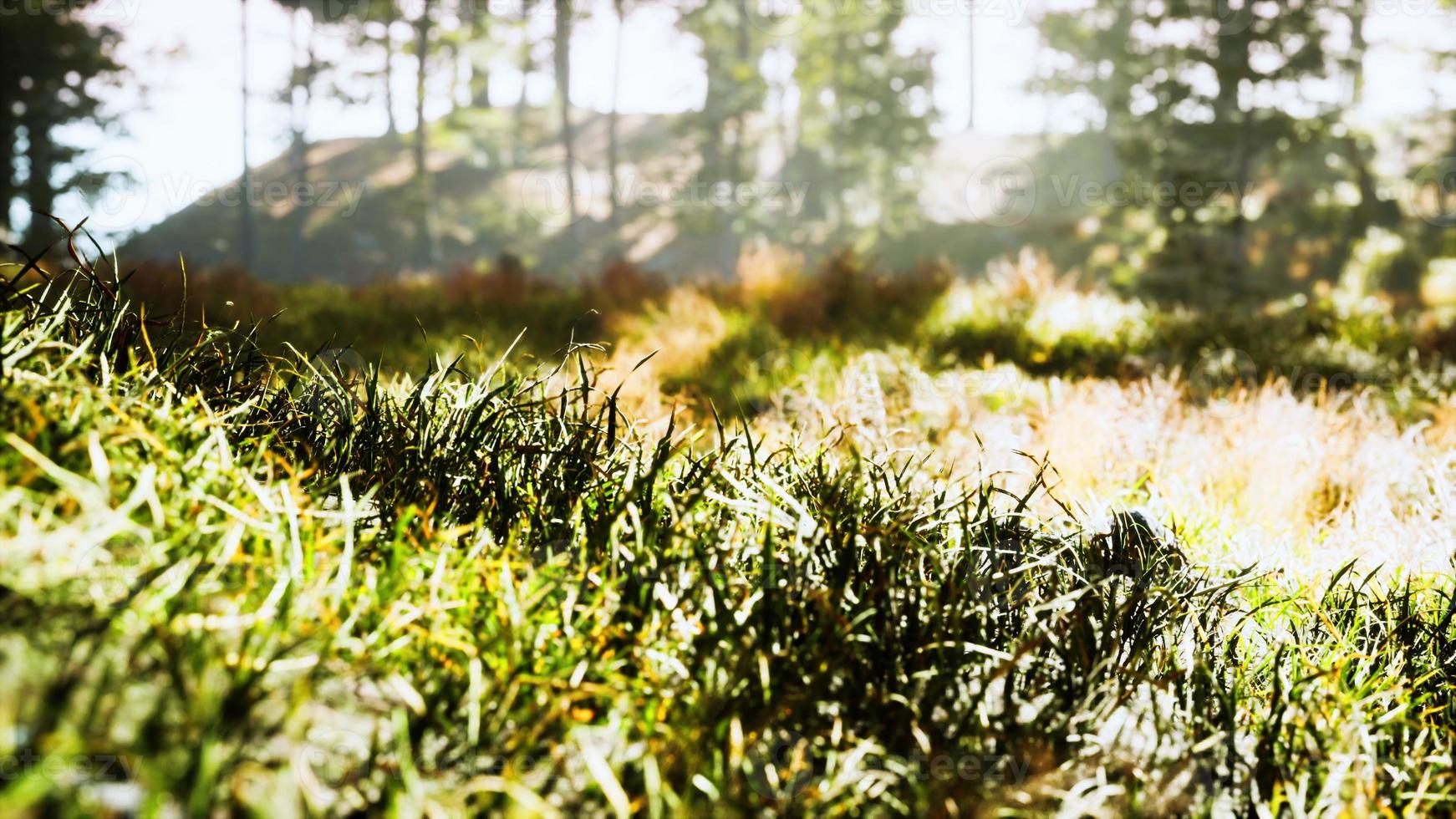 trees with shadows in forest against of sunshine photo