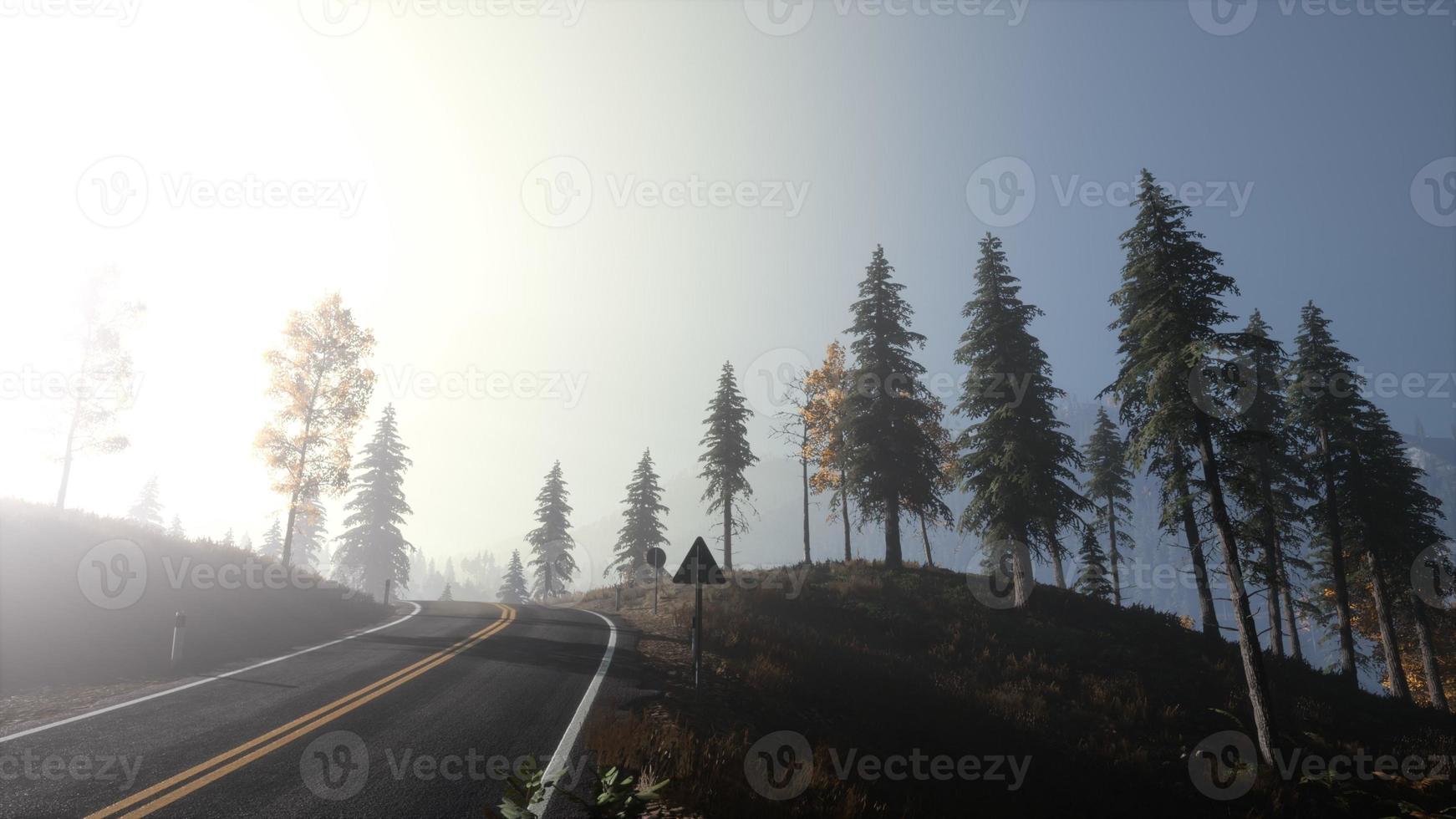 Calm moody forest in misty fog in the morning photo