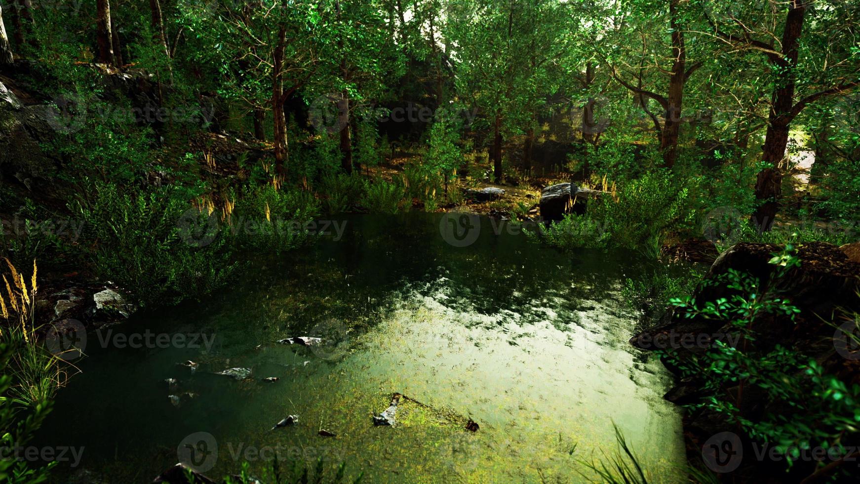 deciduous forest is reflected in the small lake photo