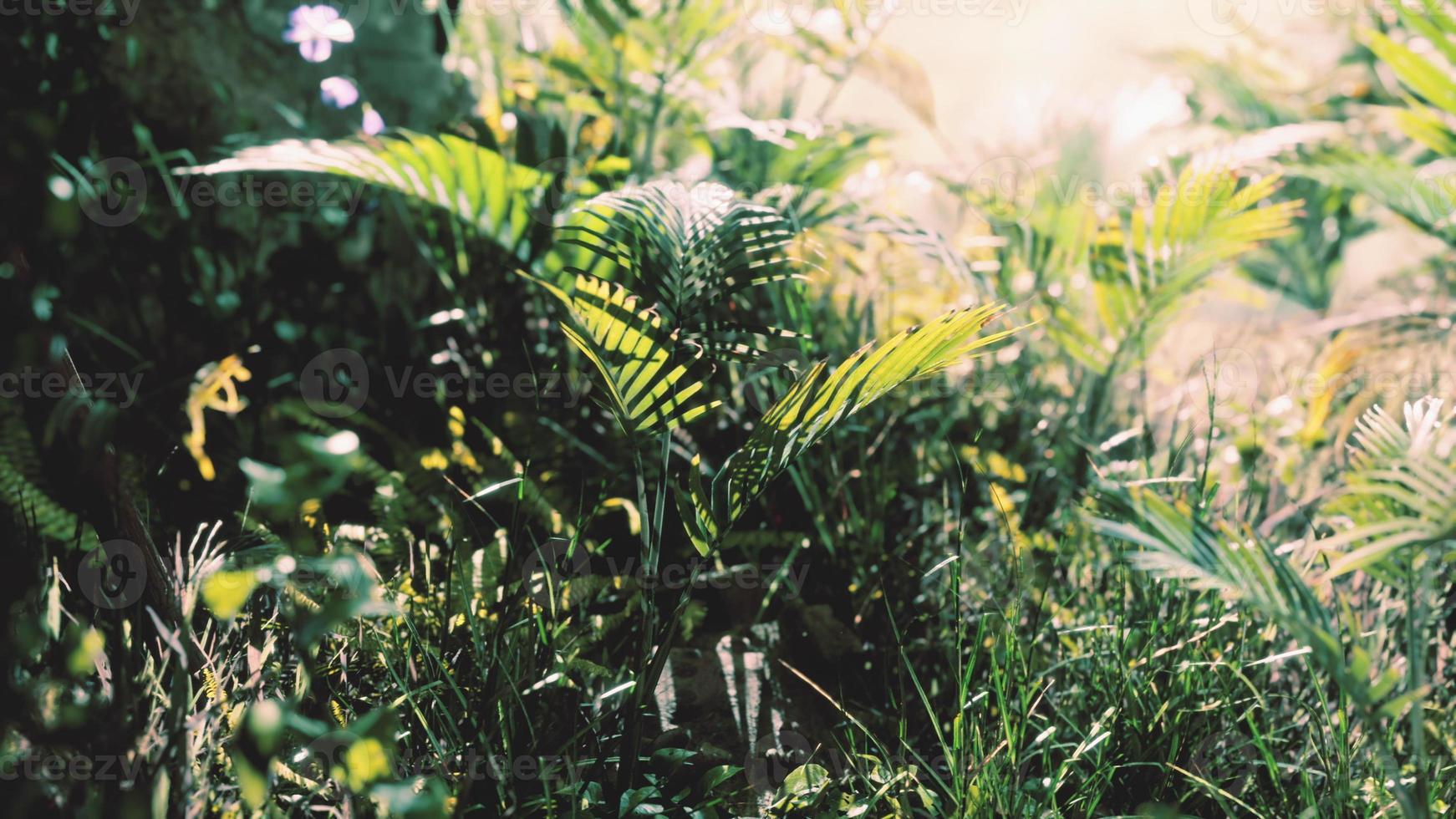 close-up of a plants in tropical jungle photo