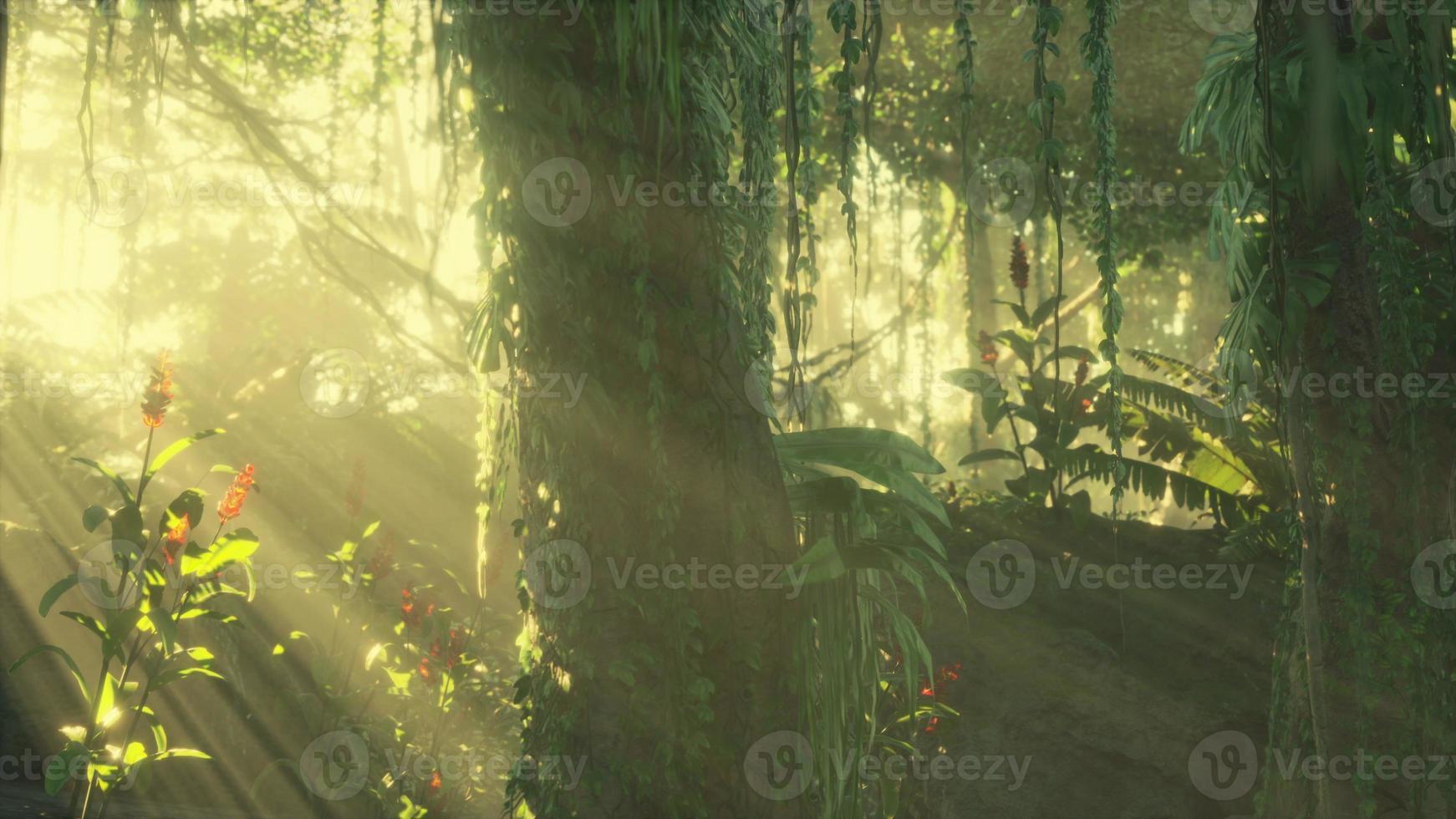green tropical forest with ray of light photo