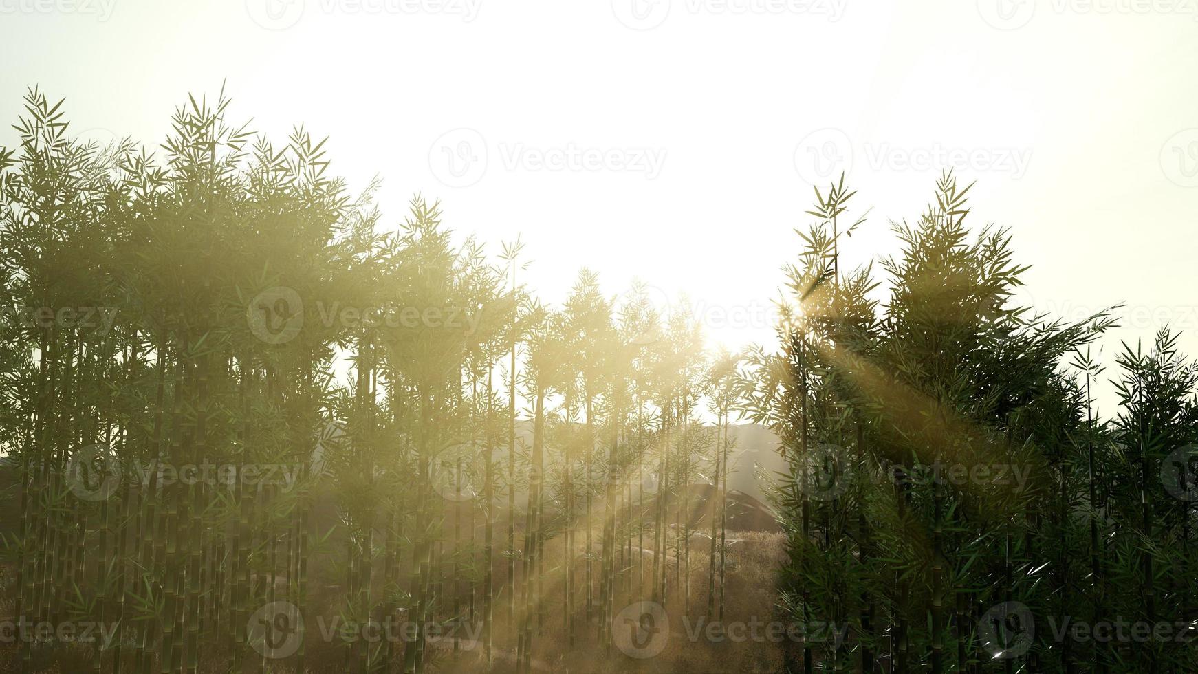 Green bamboo forest in hills photo