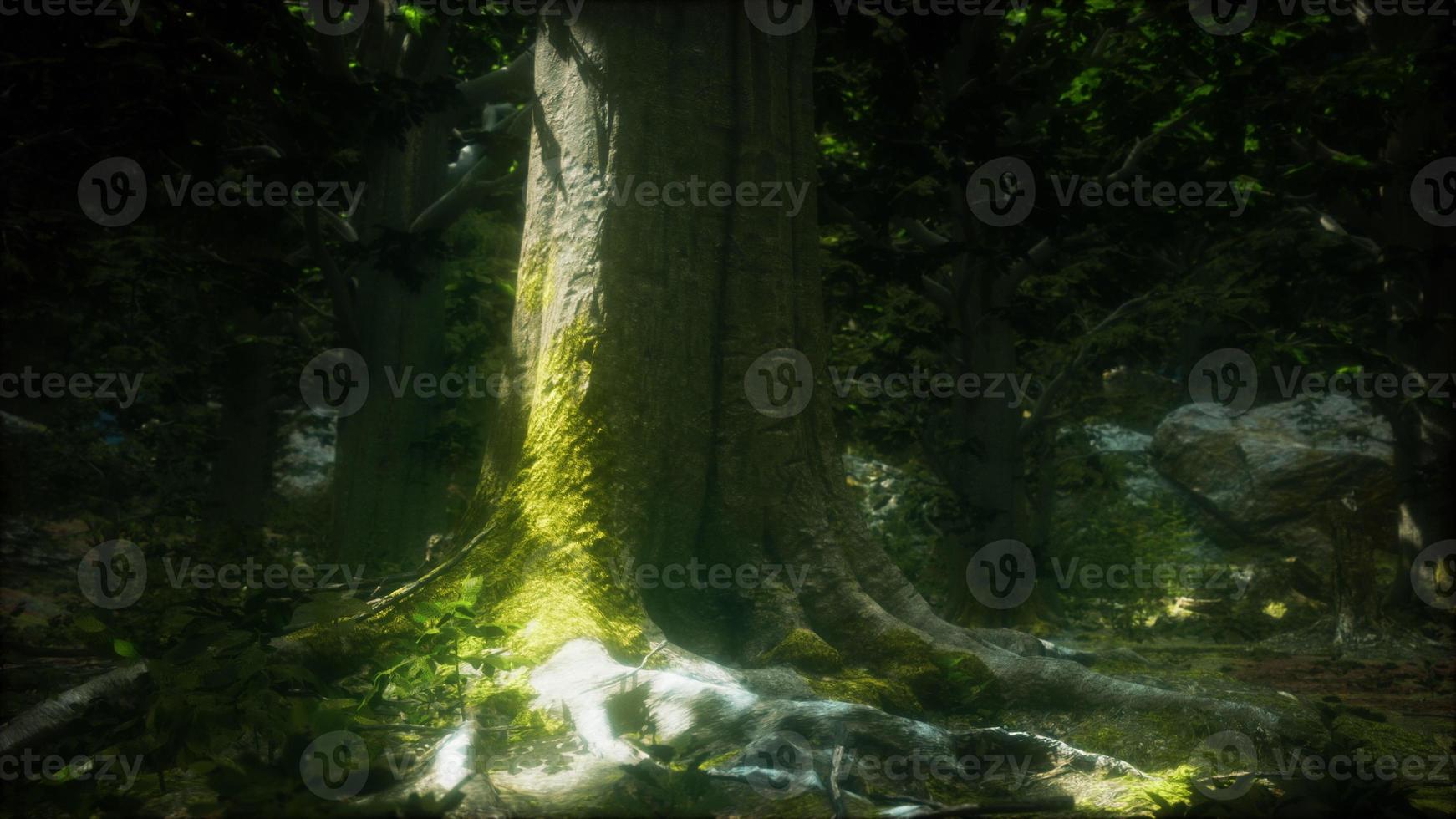 wilderness landscape forest with trees and moss on rocks photo