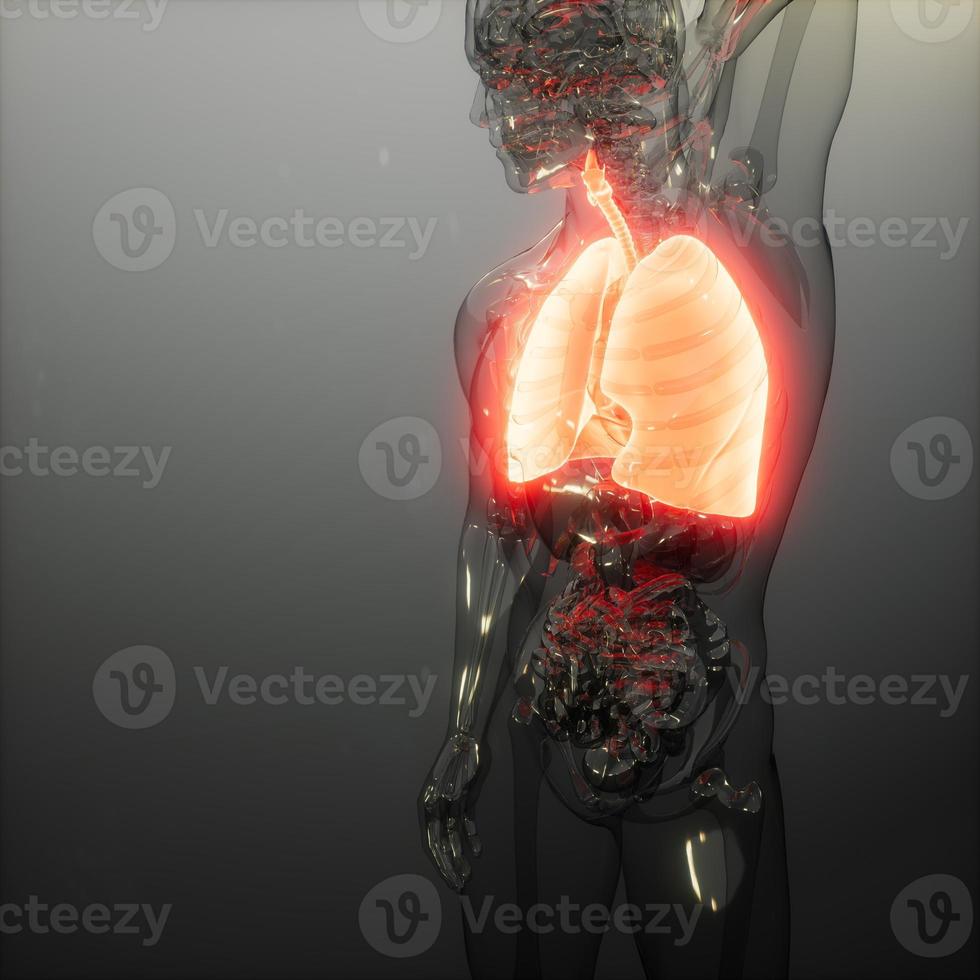 Human Lungs Radiology Exam photo