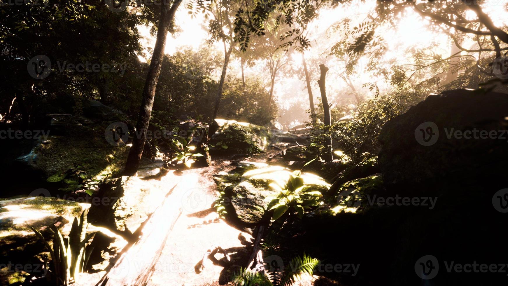 High Humidity In Jungle Rainforest in foggy day Timelapse photo