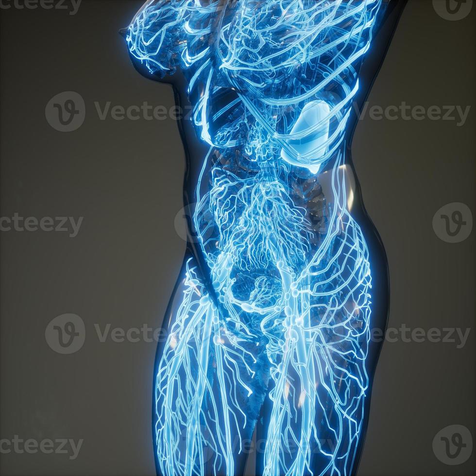 Blood Vessels of Human Body photo