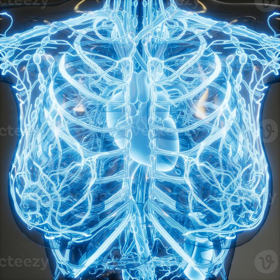 Blood Vessels of Human Body photo
