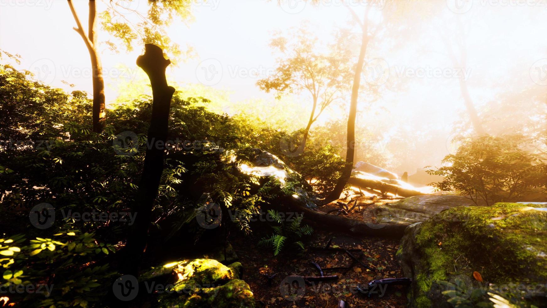 hyperlapse of tropic rainforest jungle with fog and sun rays photo
