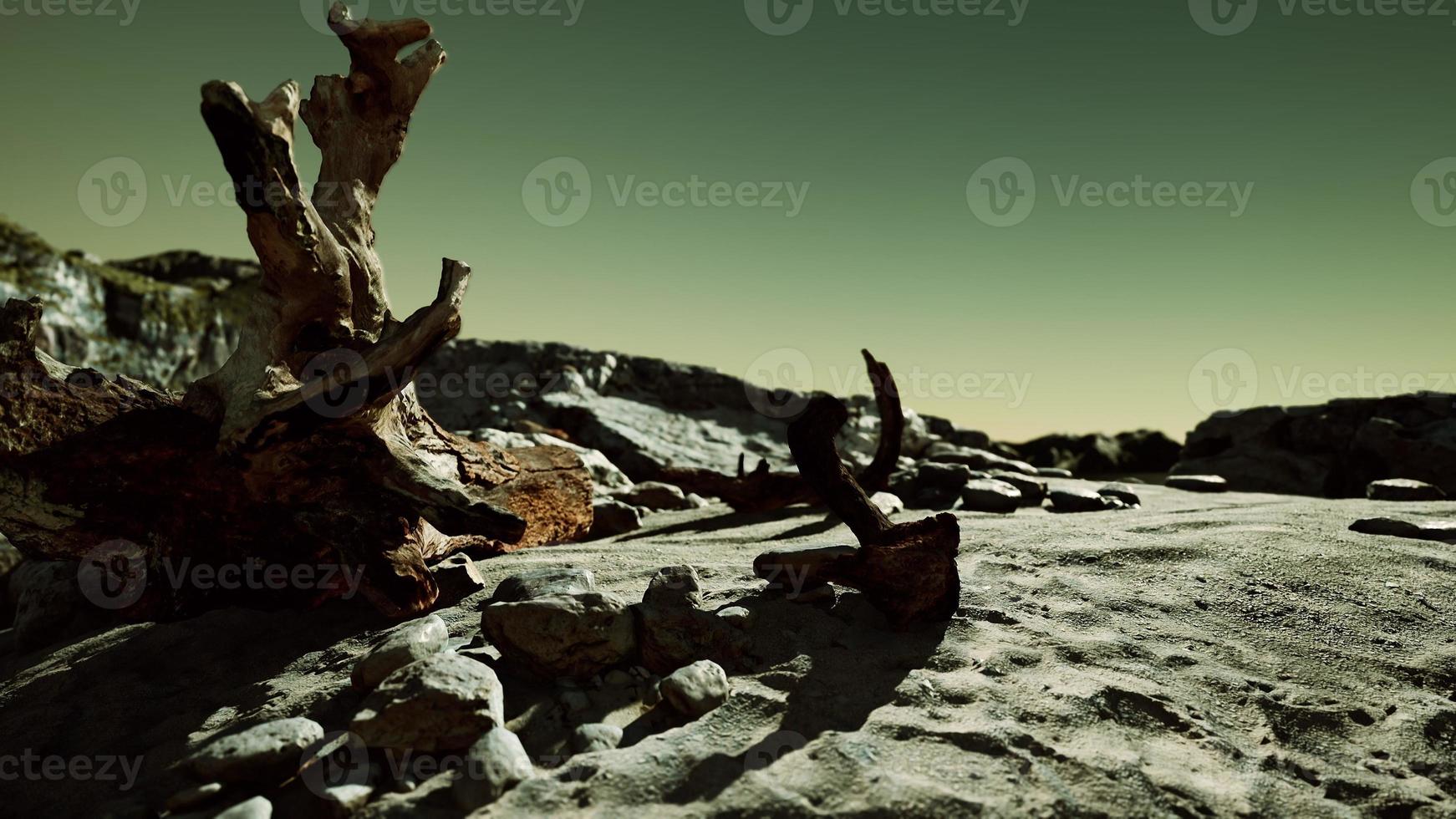 hyperlapse of rocky beach with dead trees photo